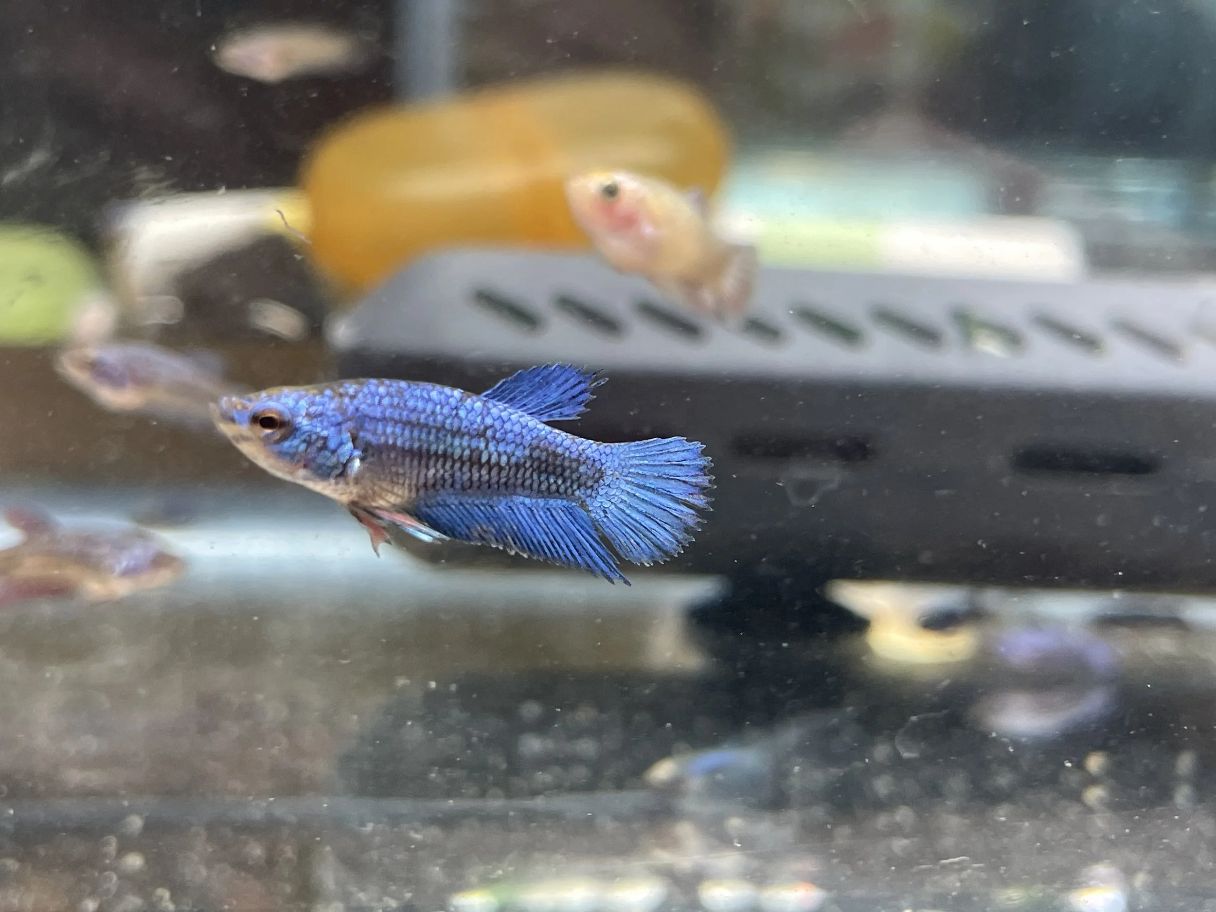 Betta fish blue koi short fin 3 month to mature1.JPG