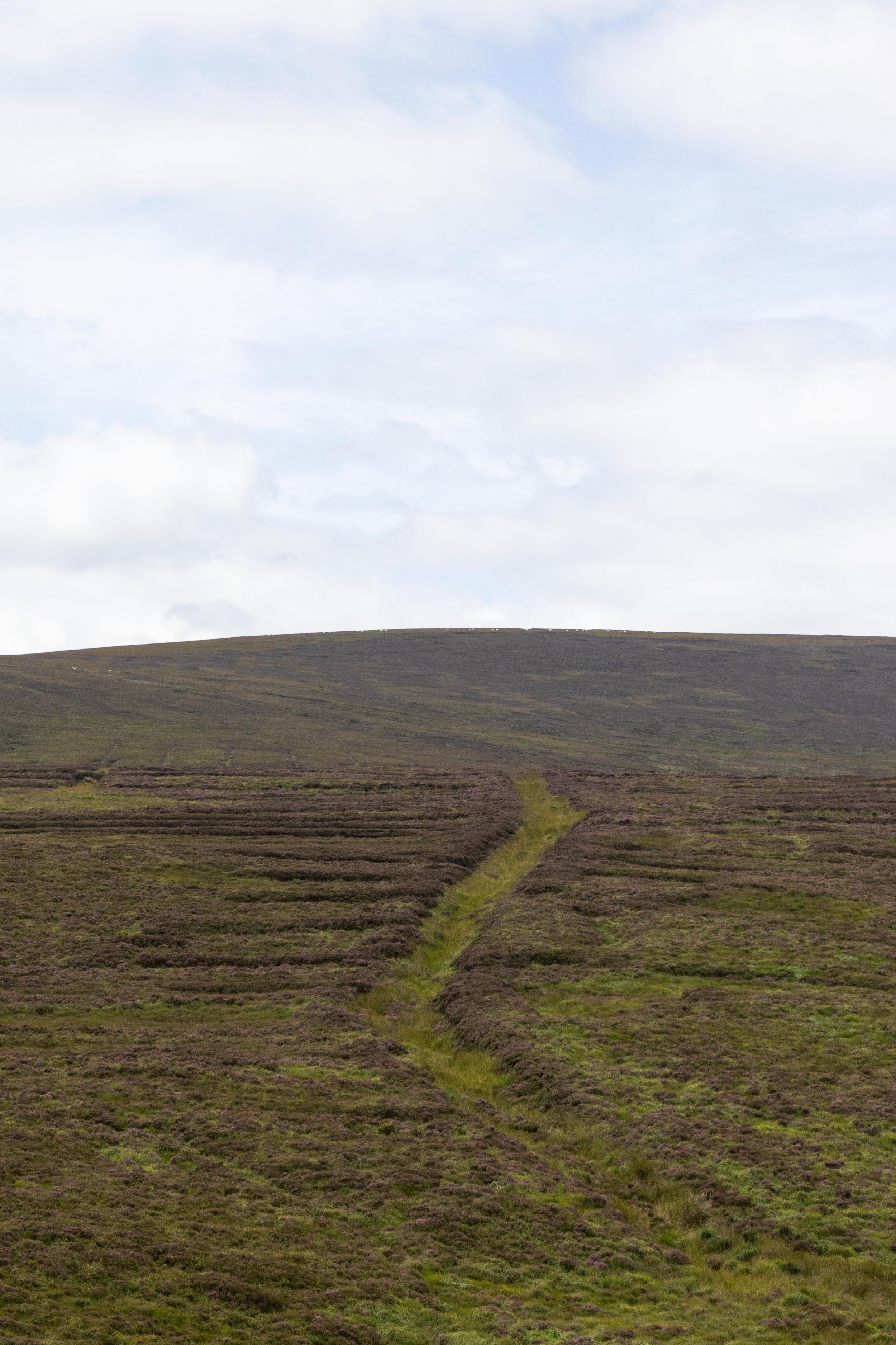 Rowan_Tyrrell_Peat_Bog_09.jpg