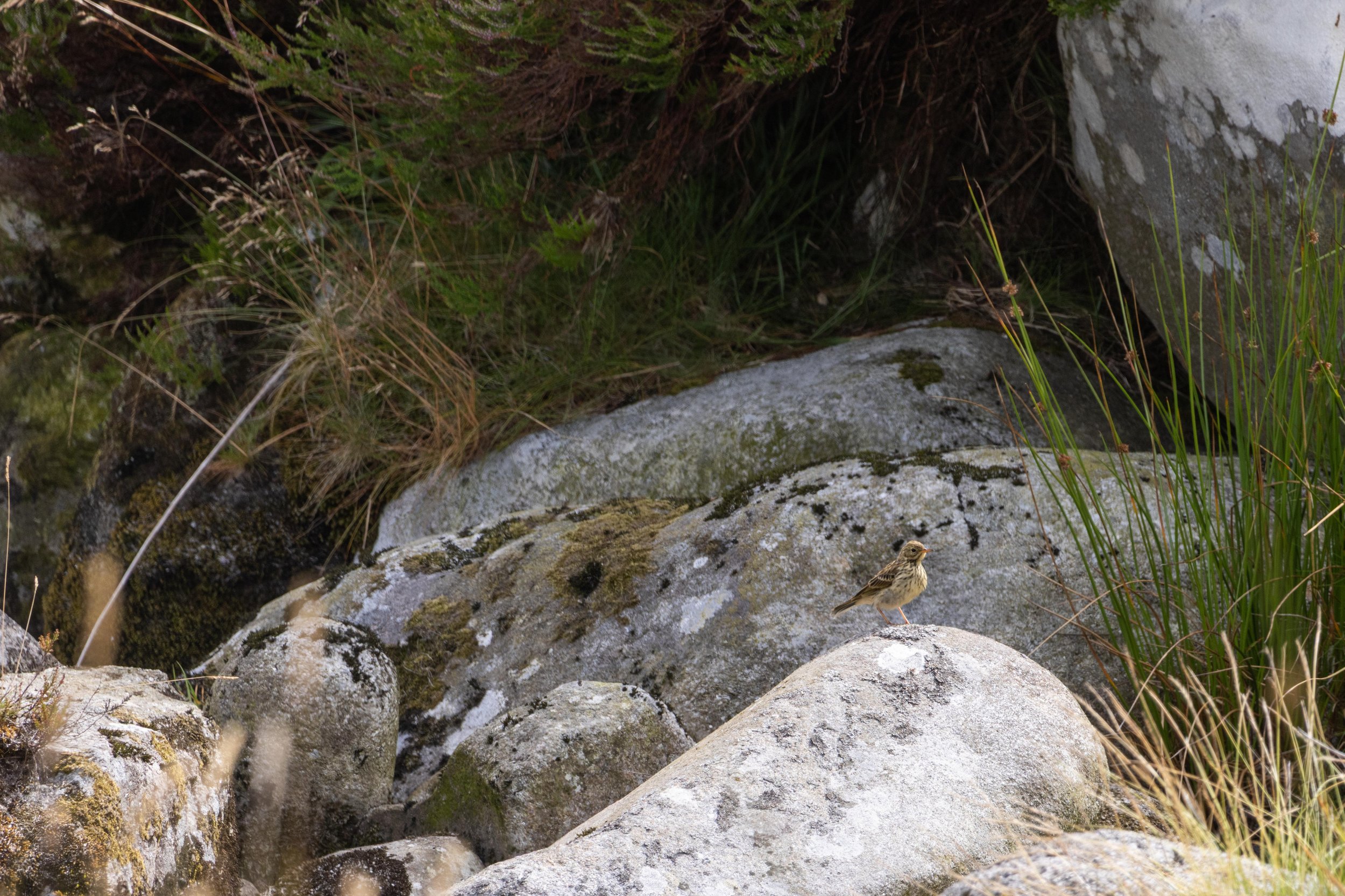 A Meadow Pipit by a stream