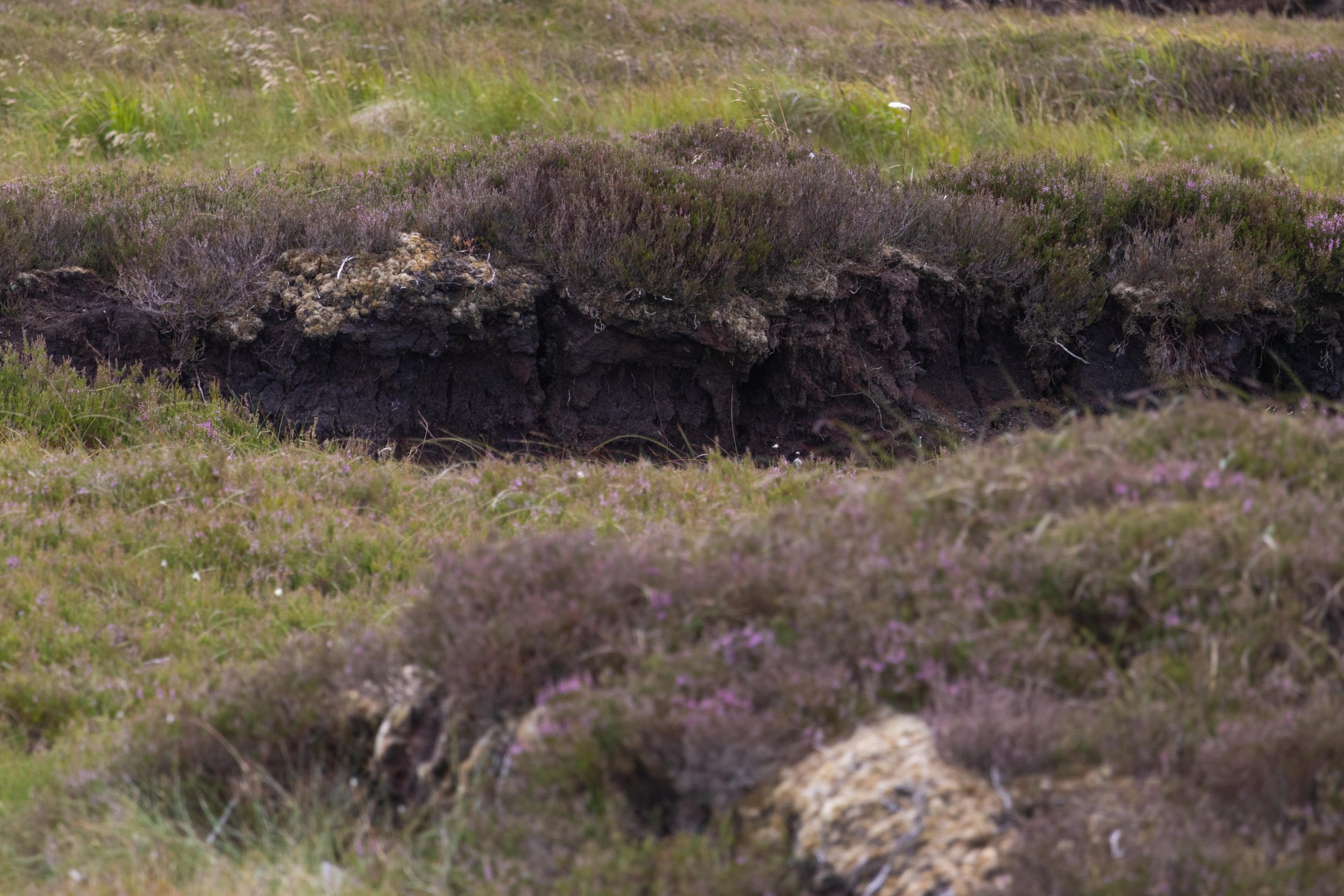 Rowan_Tyrrell_Peat_Bog_07.jpg