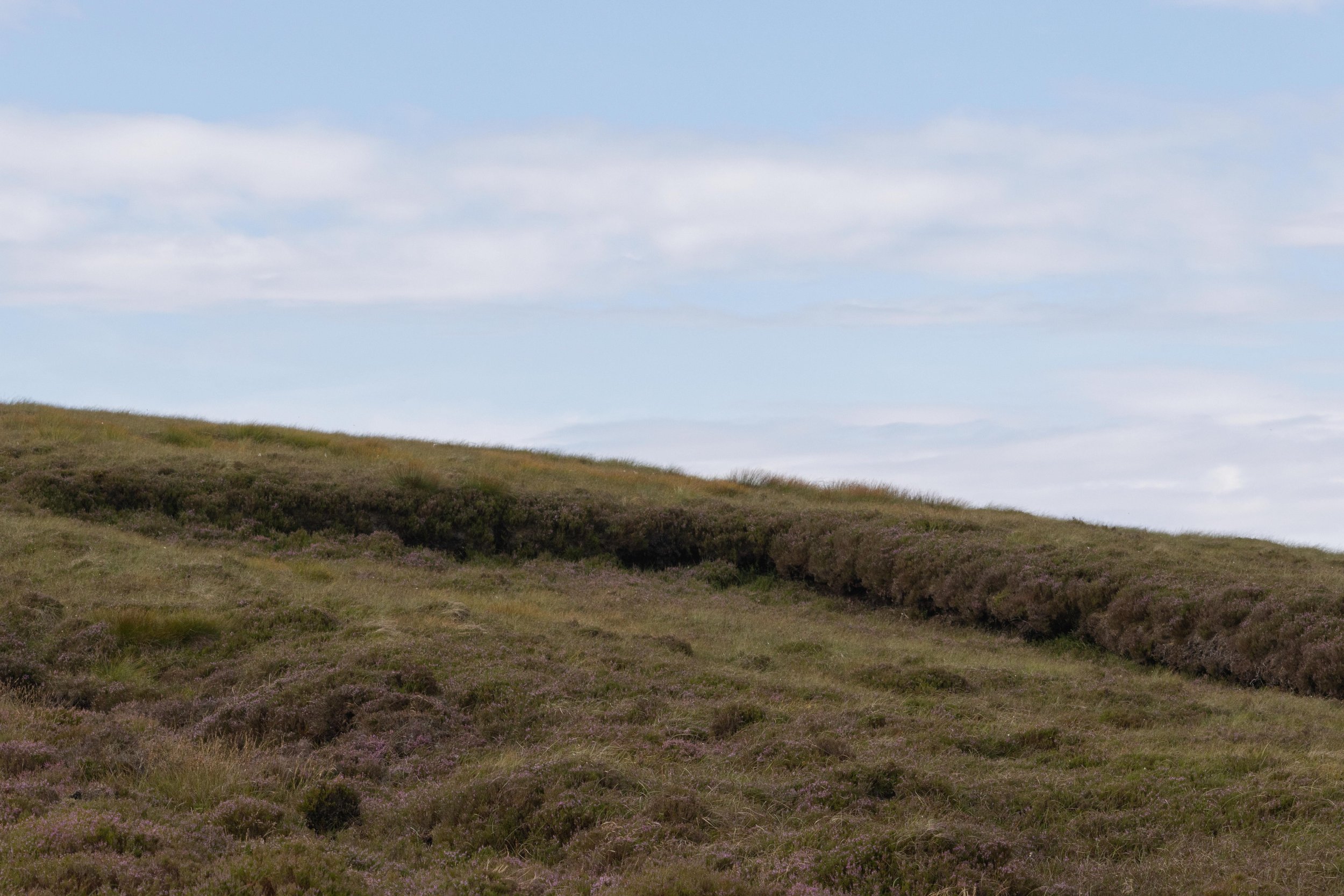 Rowan_Tyrrell_Peat_Bog_21.jpg