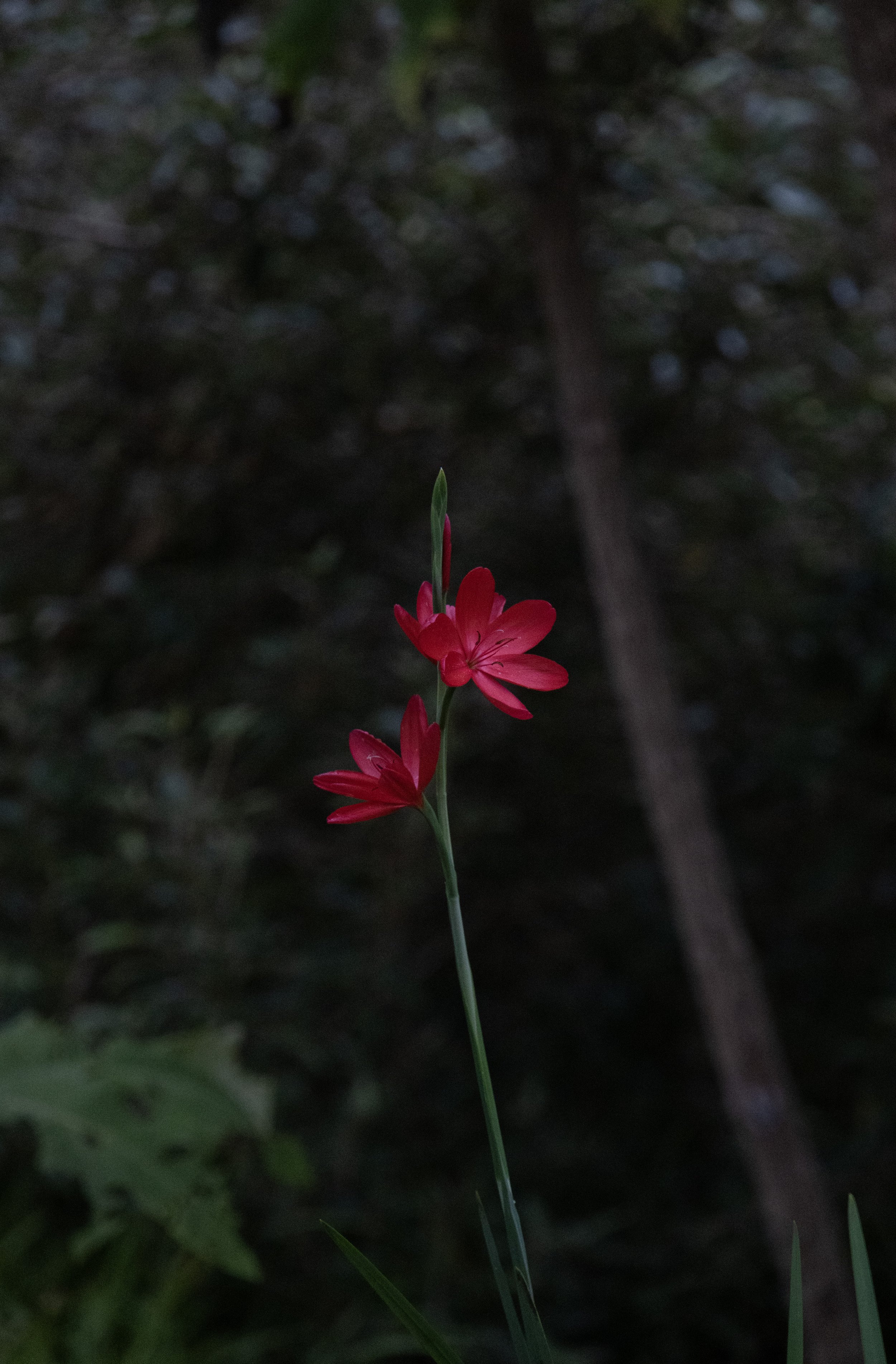 Rowan_Tyrrell_Nature_37.jpg