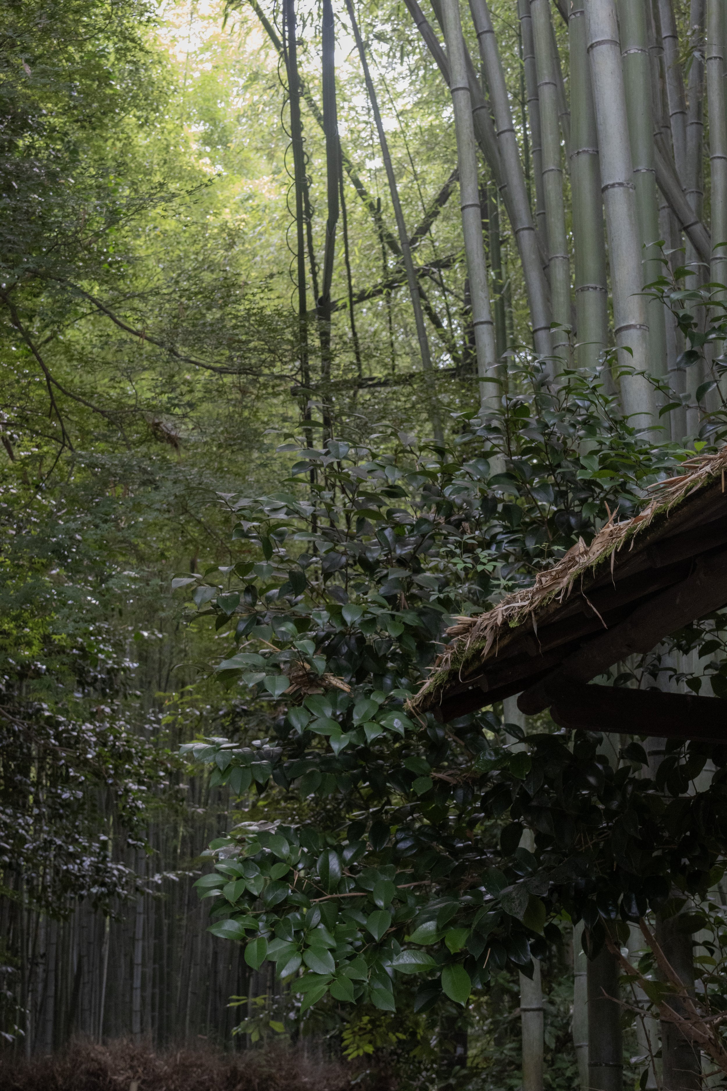 Rowan_Tyrrell_Japan_11.jpg