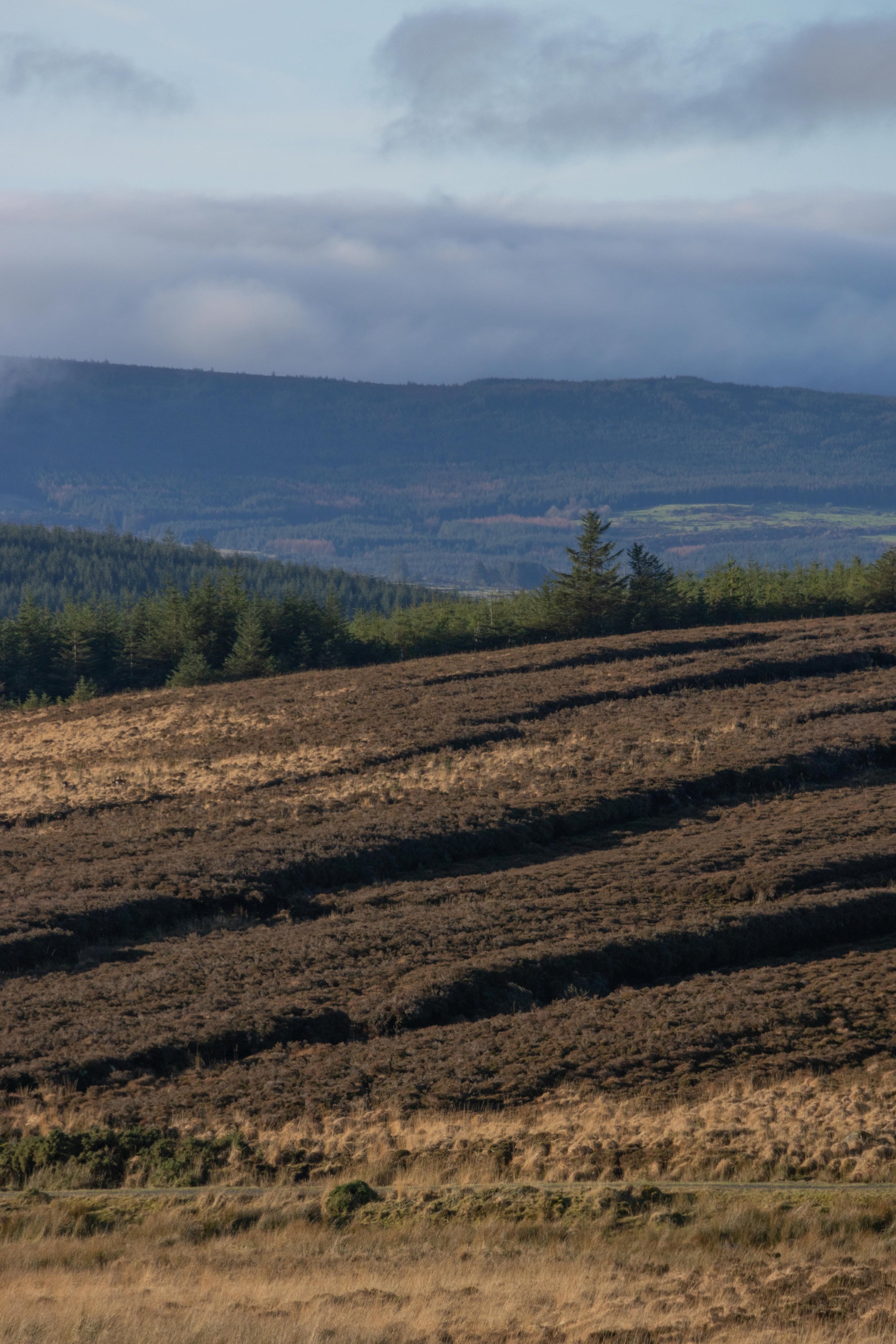 Rowan_Tyrrell_Peat_Bog_05.jpg