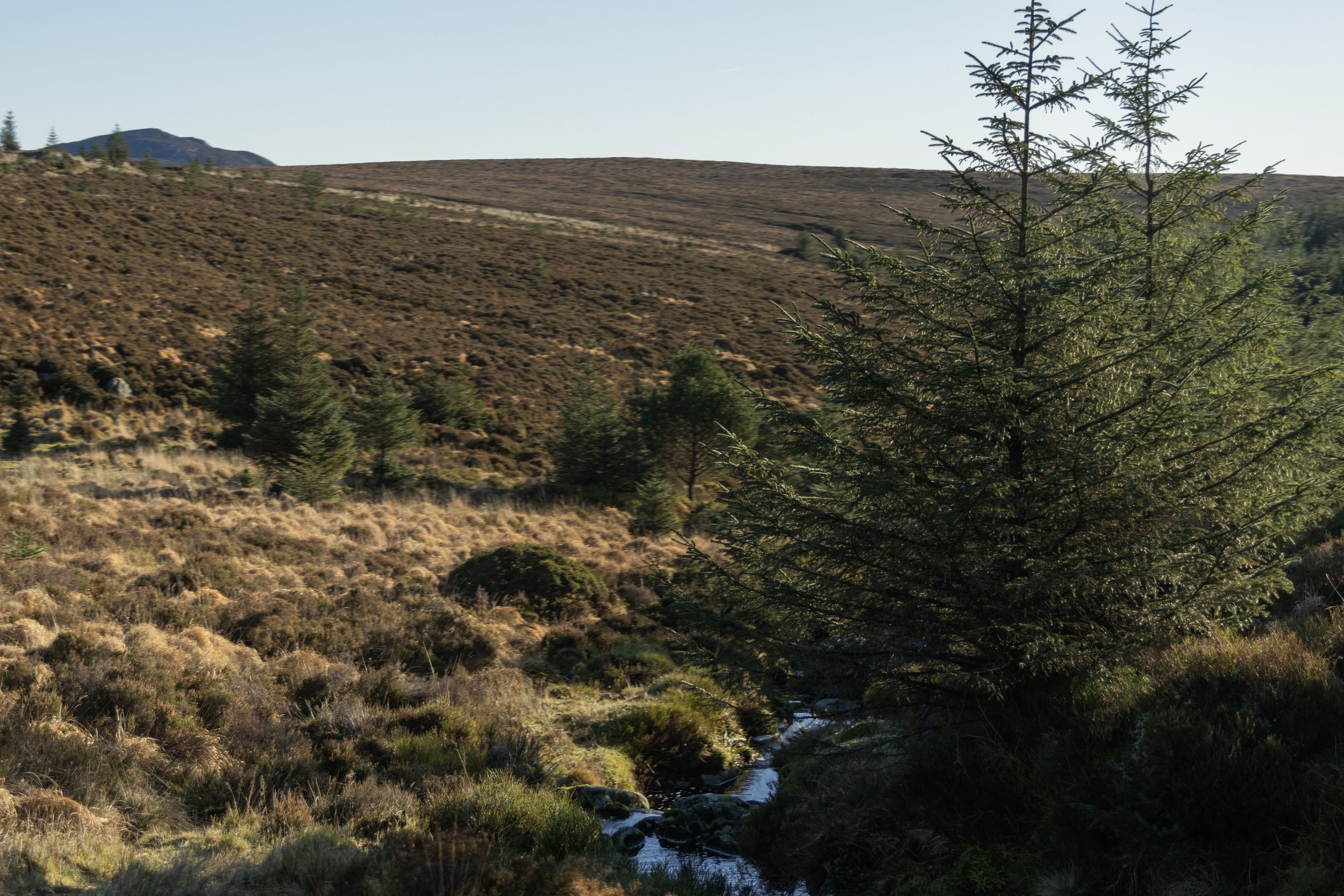 Rowan_Tyrrell_Wicklow_7.jpg
