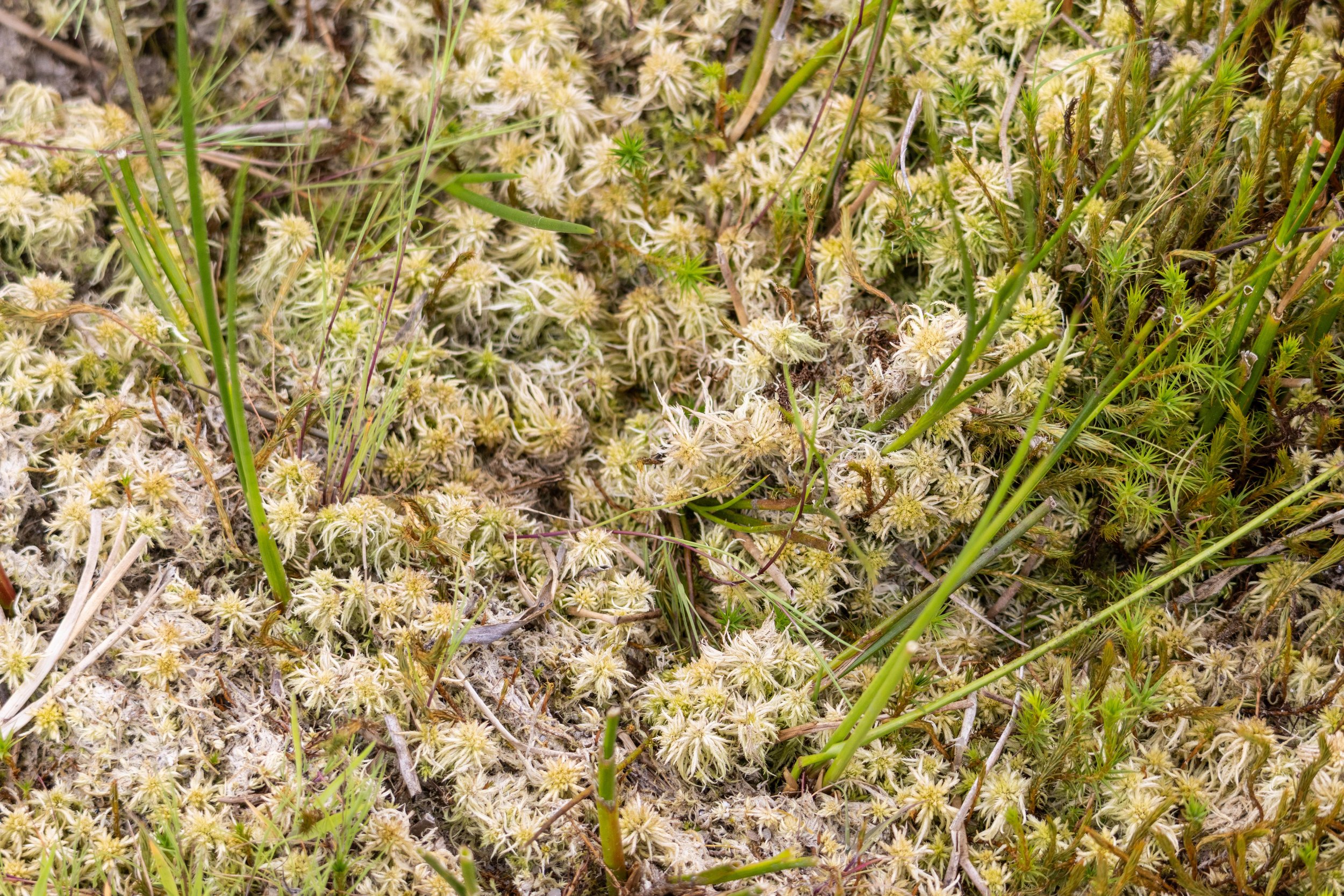 Rowan_Tyrrell_Peat_Bog_15.jpg