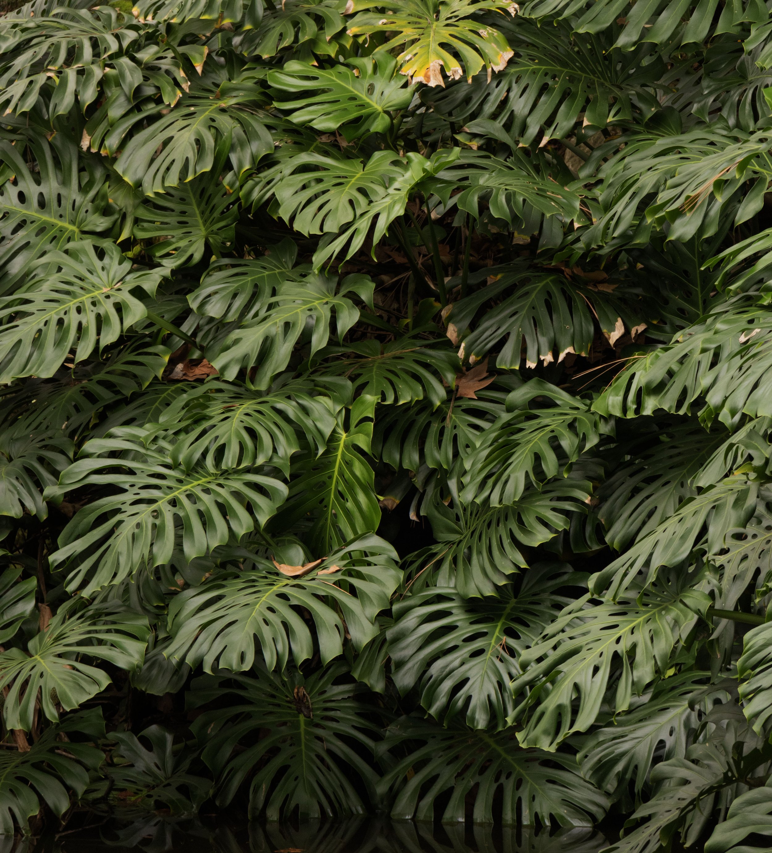 Rowan_Tyrrell_Nature_6.jpg