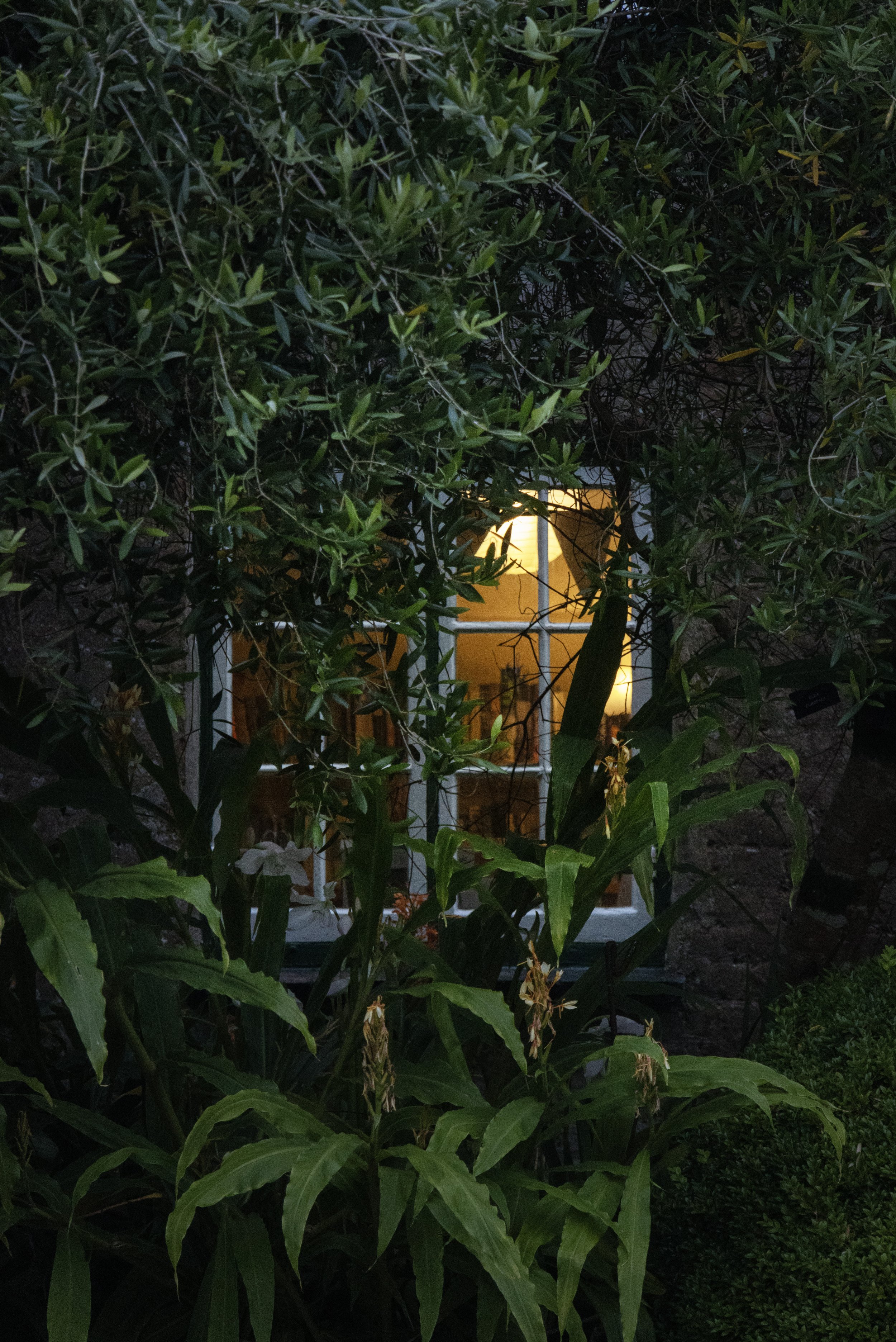 Rowan_Tyrrell_Nature_8.jpg