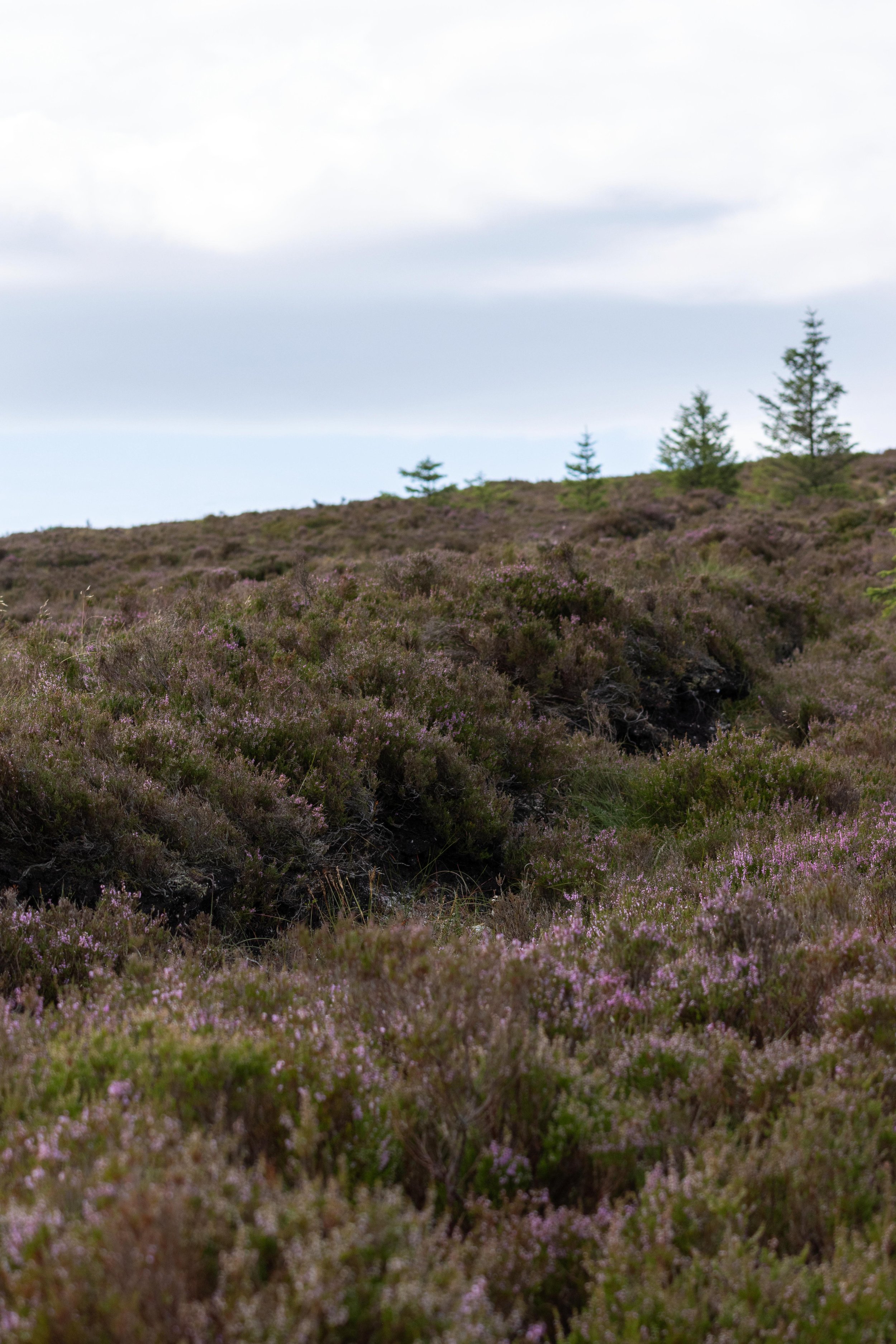 Rowan_Tyrrell_Peat_Bog_18.jpg