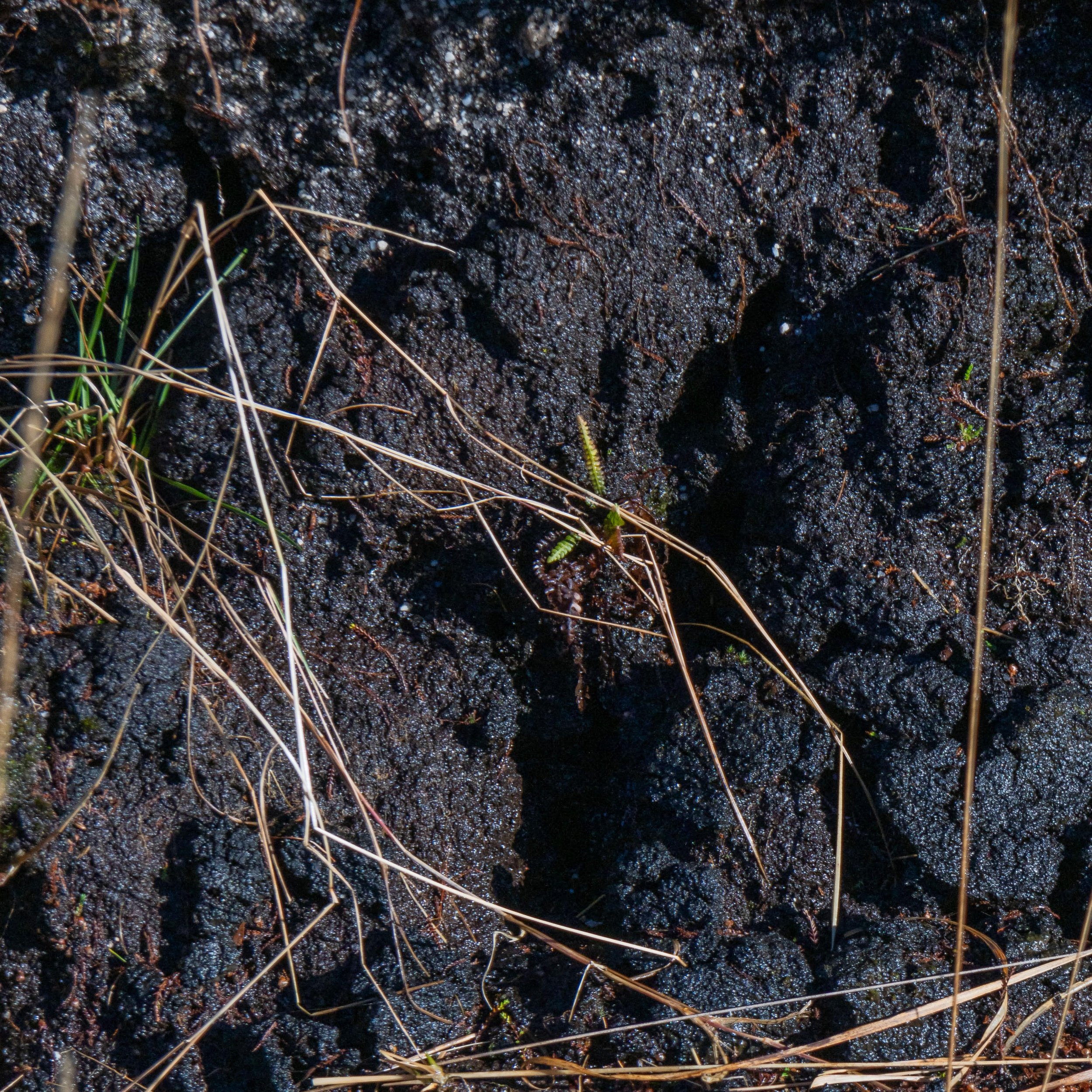 Rowan_Tyrrell_Peat_Bog_01.jpg