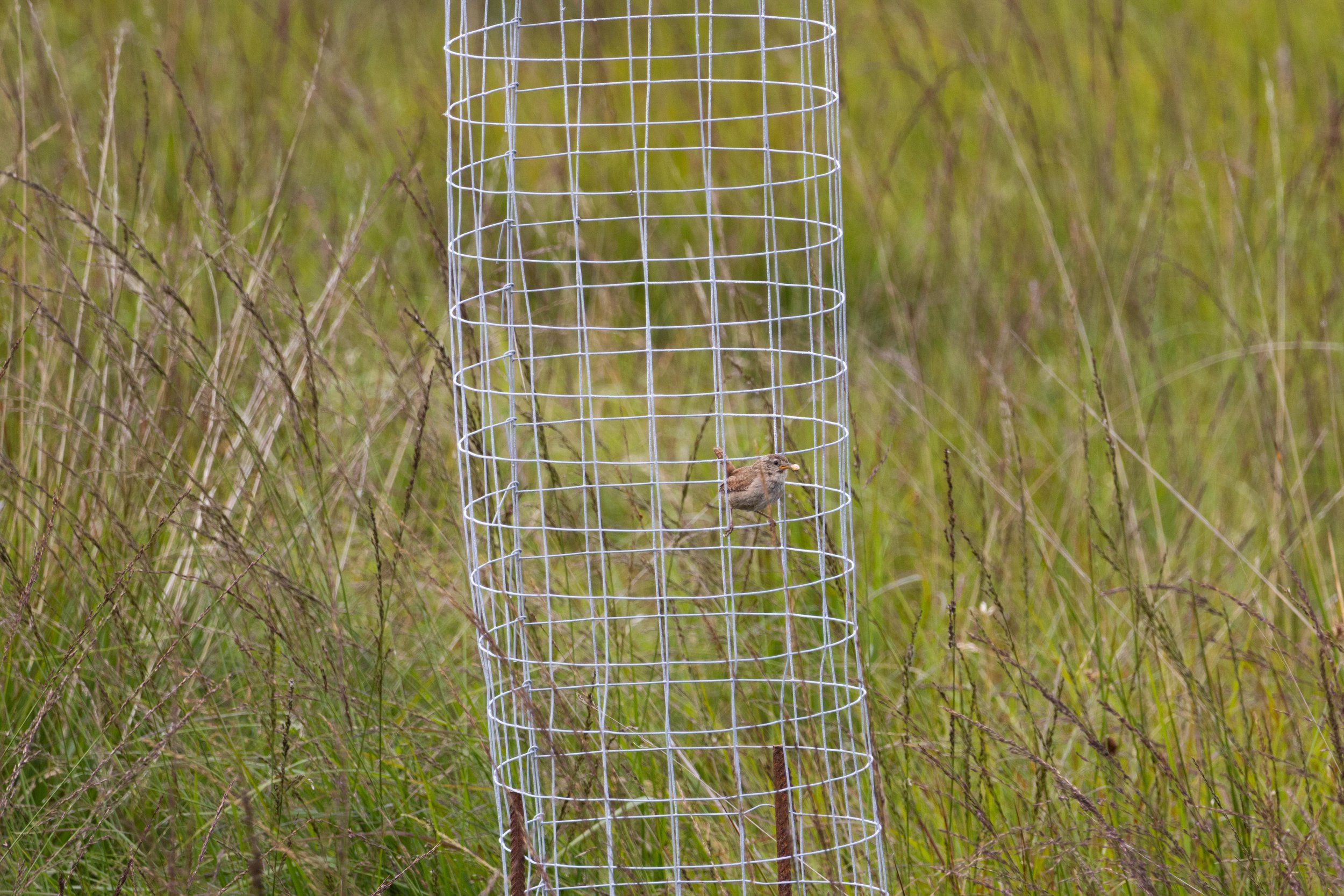A Wren resting on a young tree protector