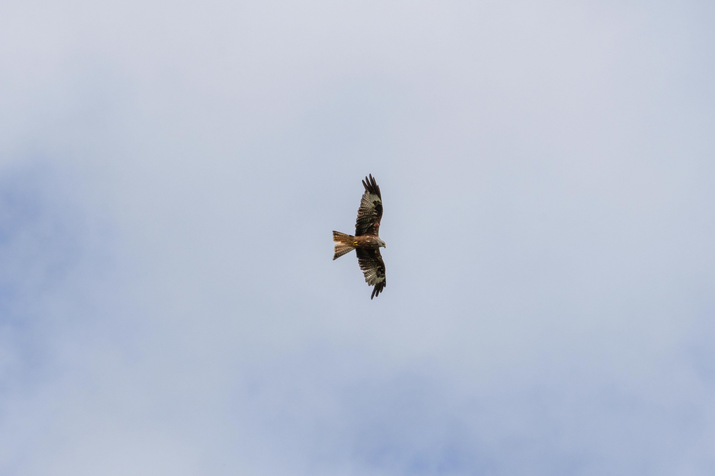 A Red Kite Searching For Prey