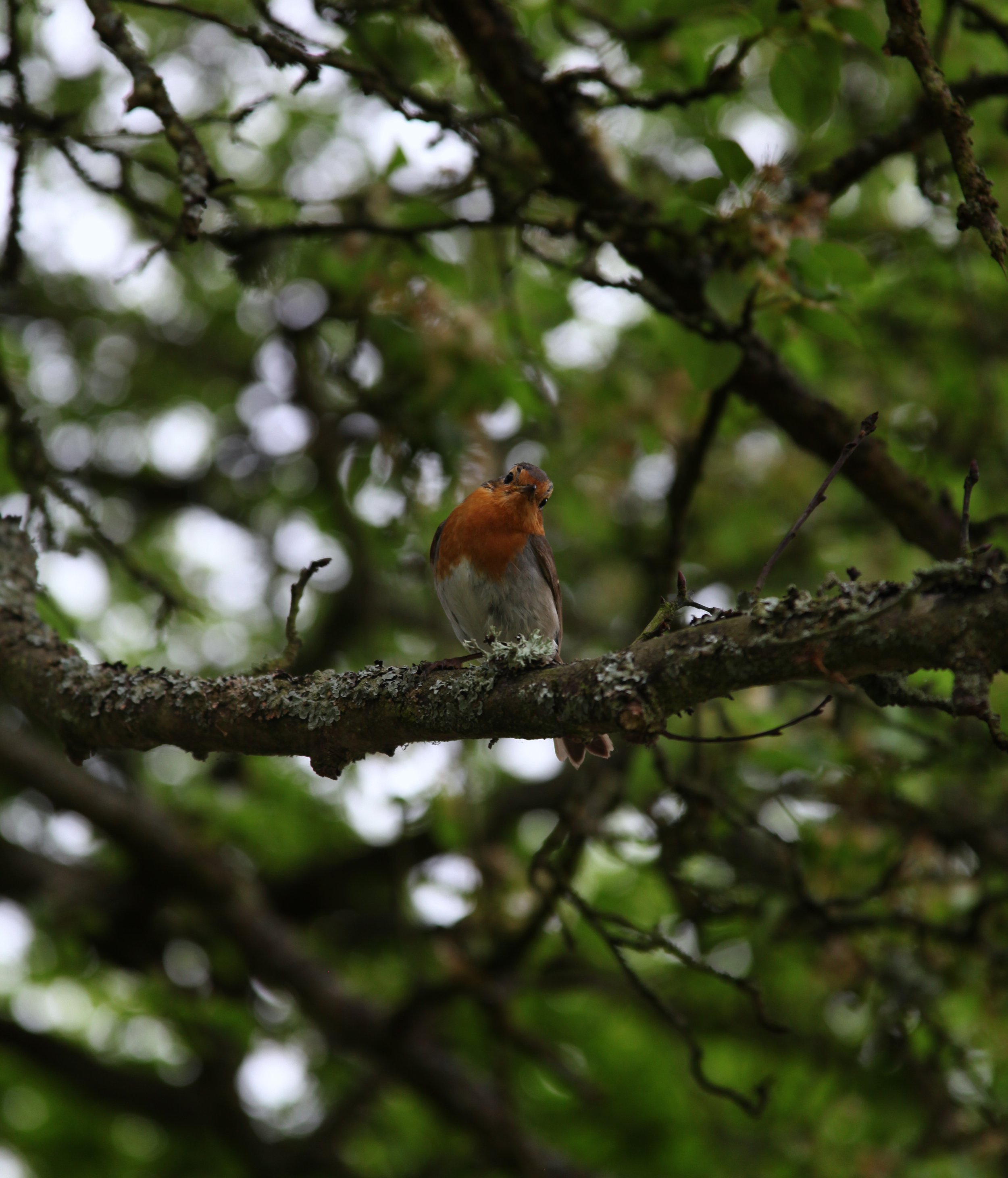 Rowan_Tyrrell_Nature_10.jpg