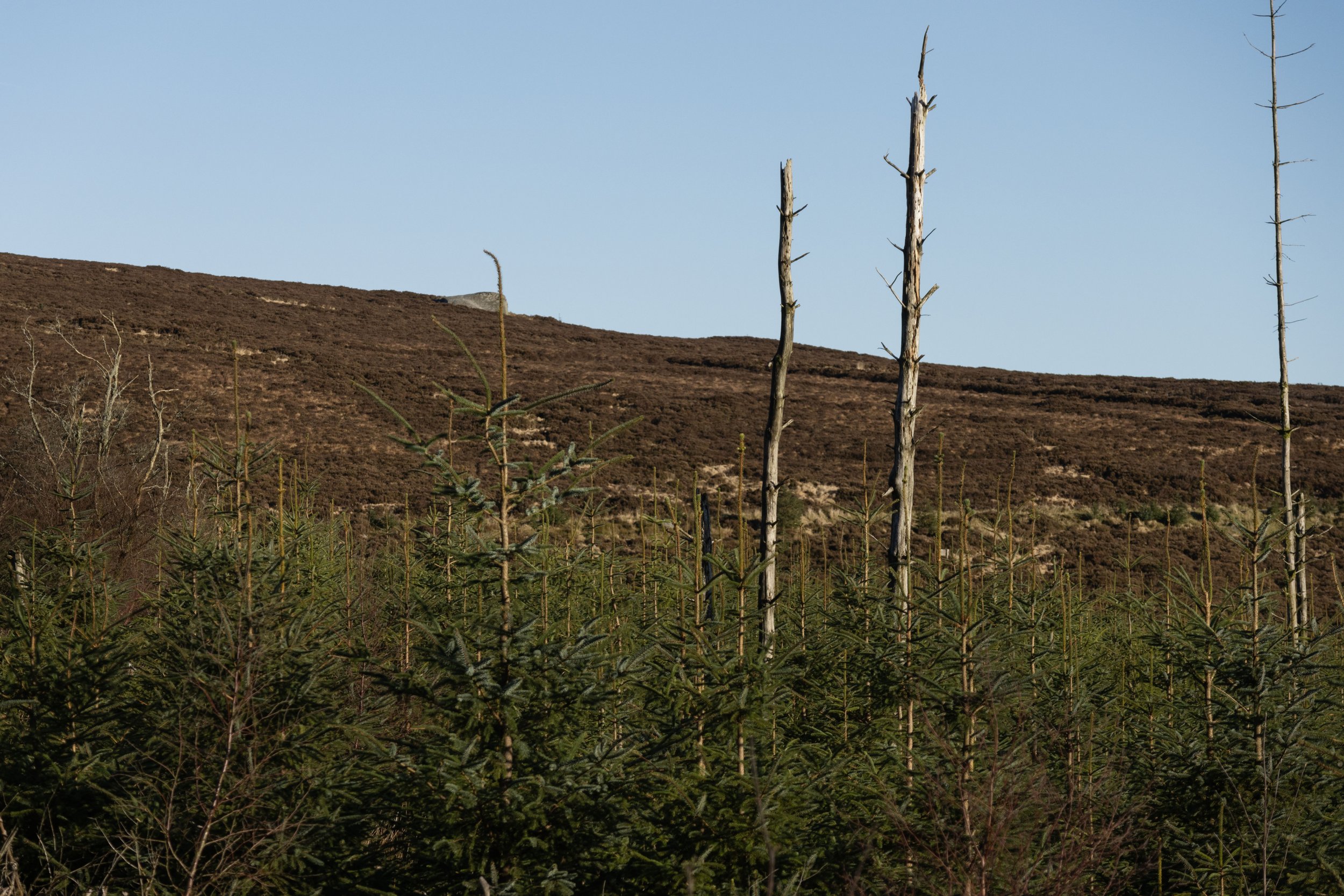 Rowan_Tyrrell_Wicklow_16.jpg