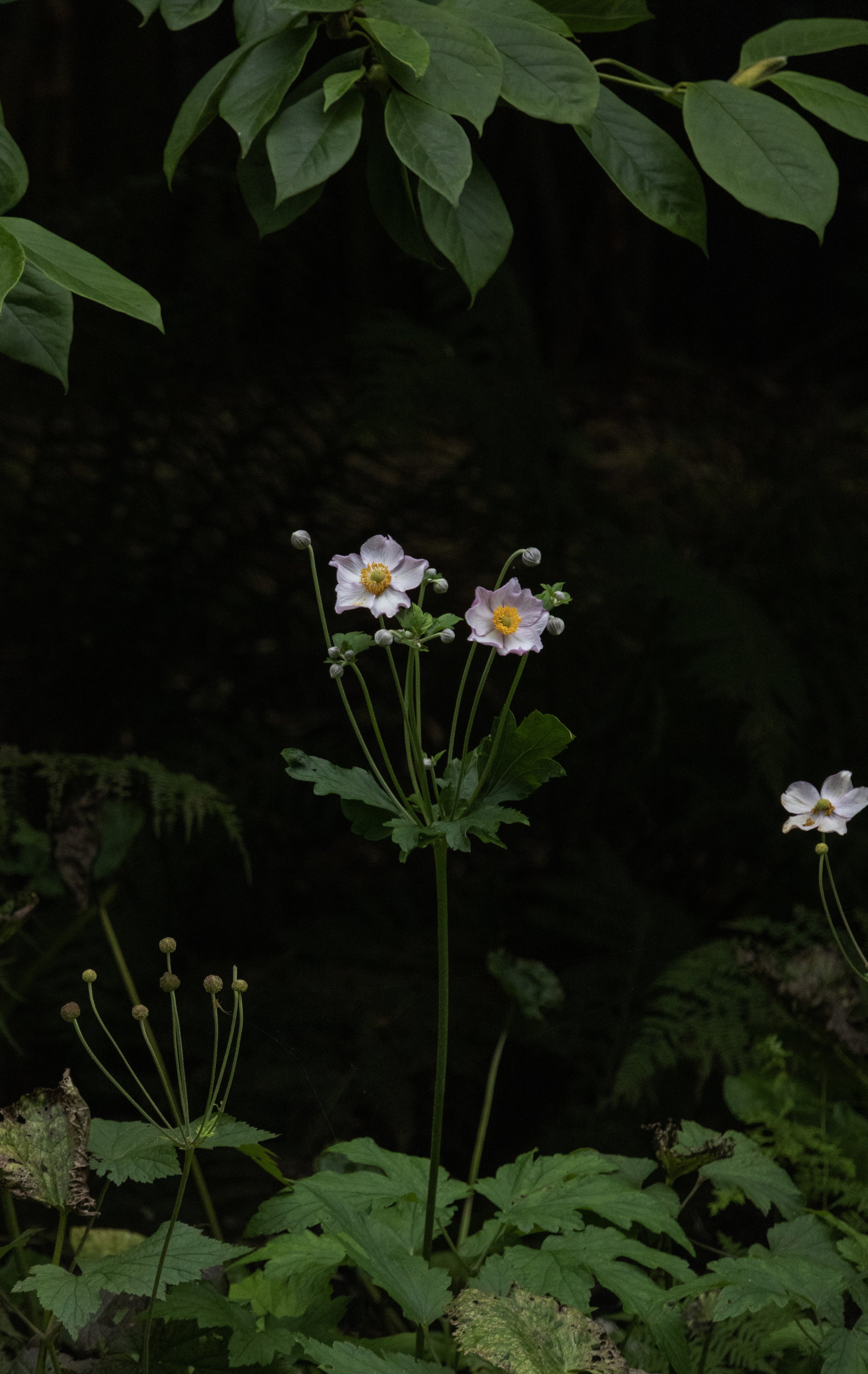 Rowan_Tyrrell_Nature_26.jpg
