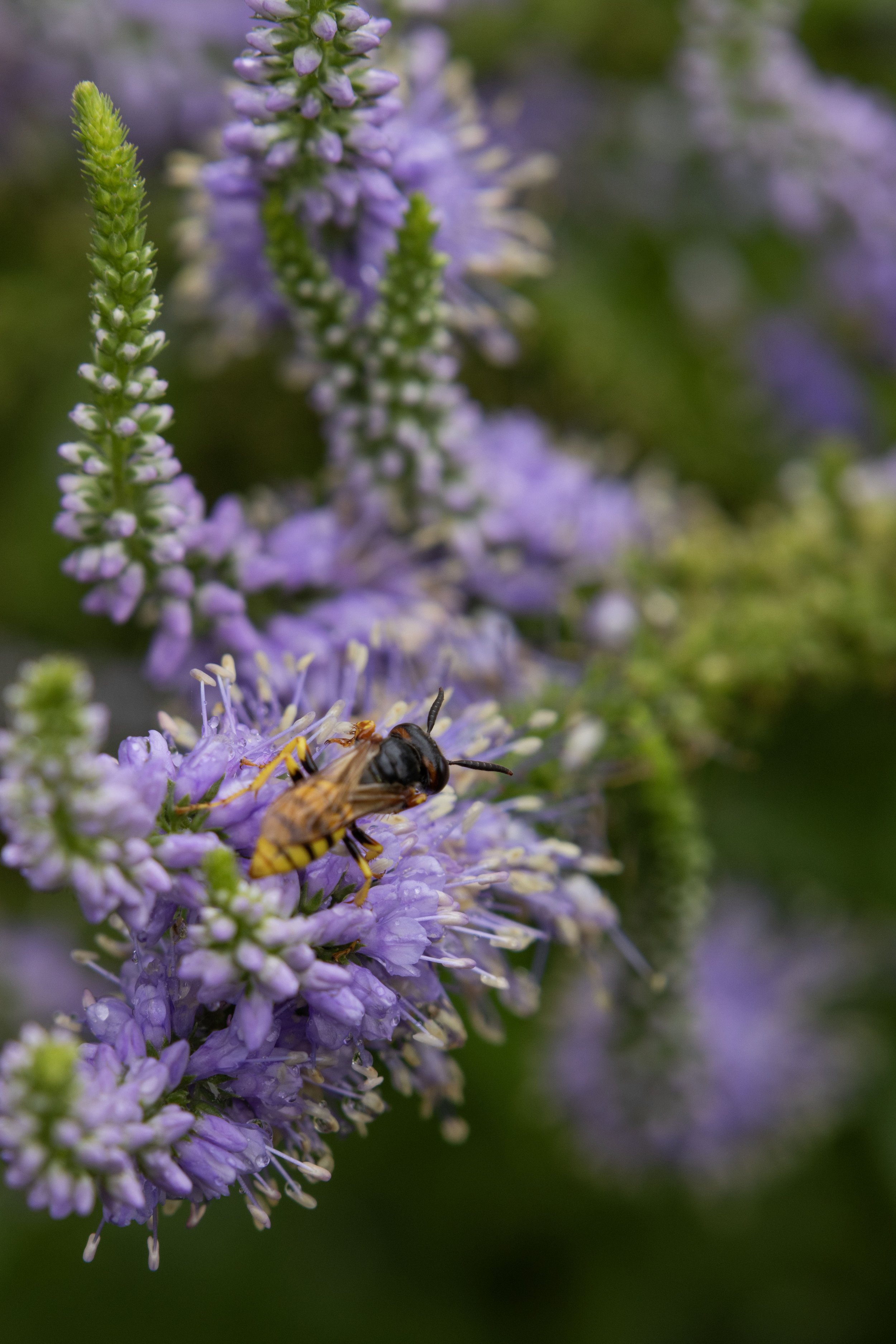 Rowan_Tyrrell_Nature_22.jpg