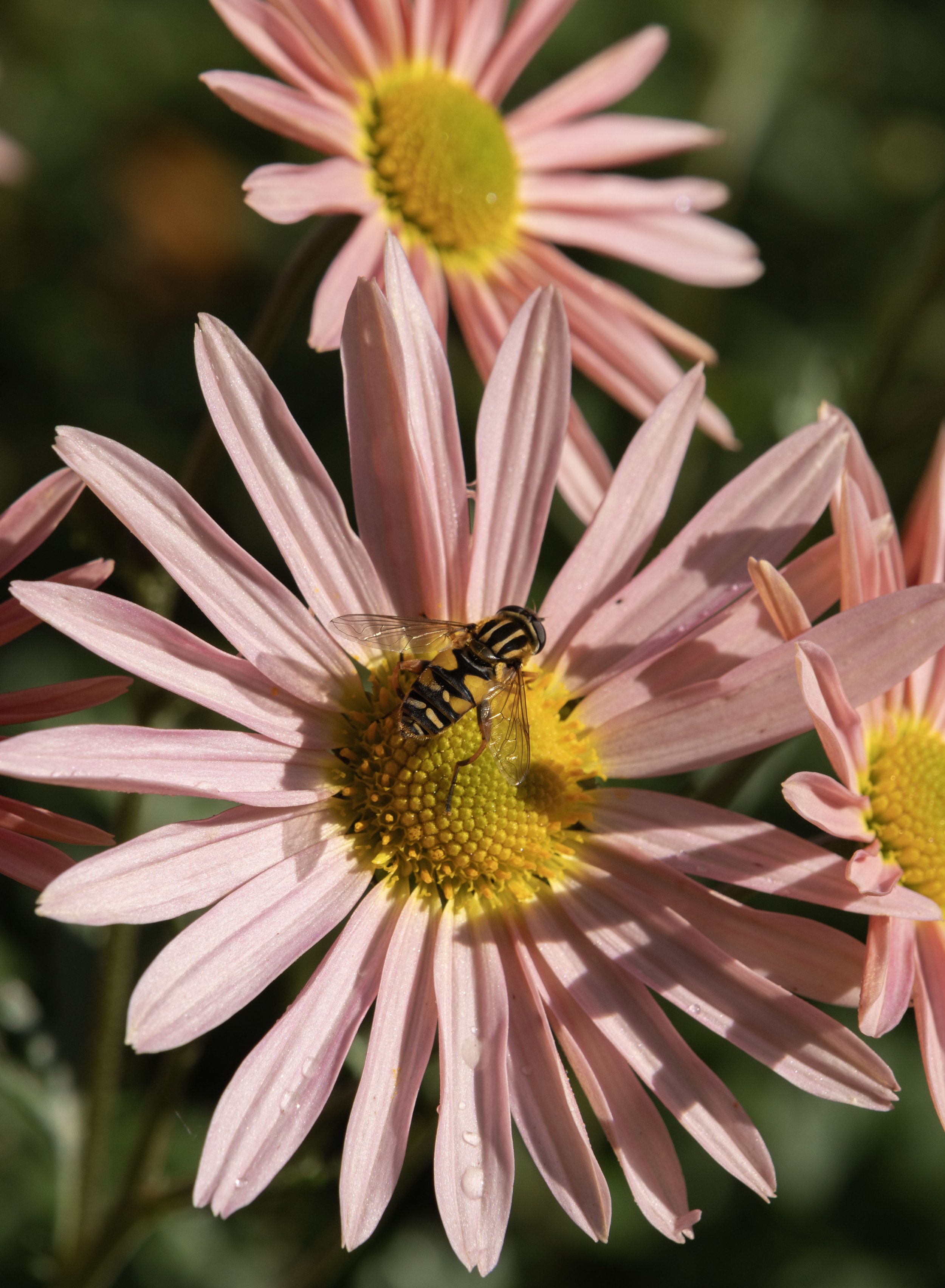 Rowan_Tyrrell_Nature_32.jpg