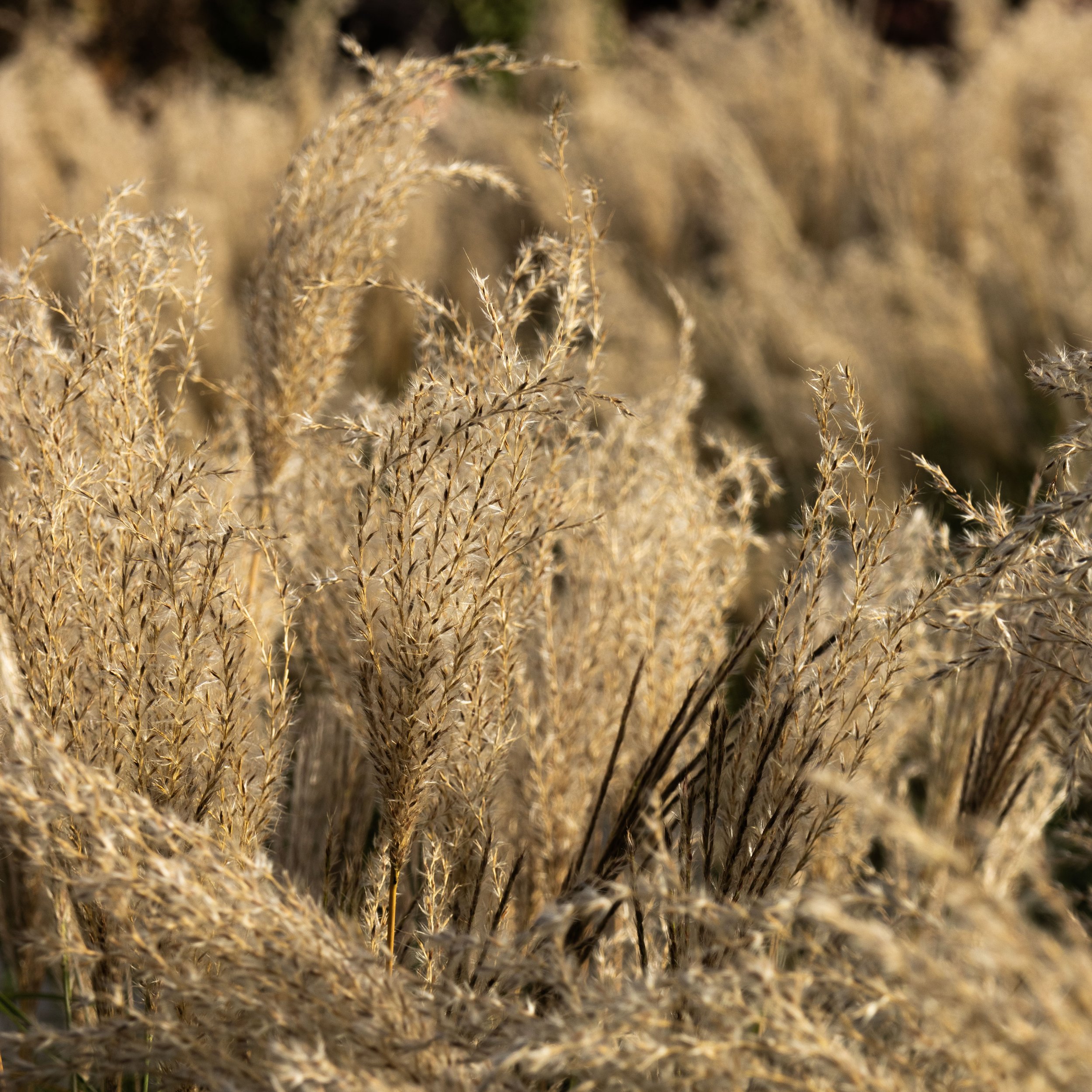 Rowan_Tyrrell_Nature_31.jpg