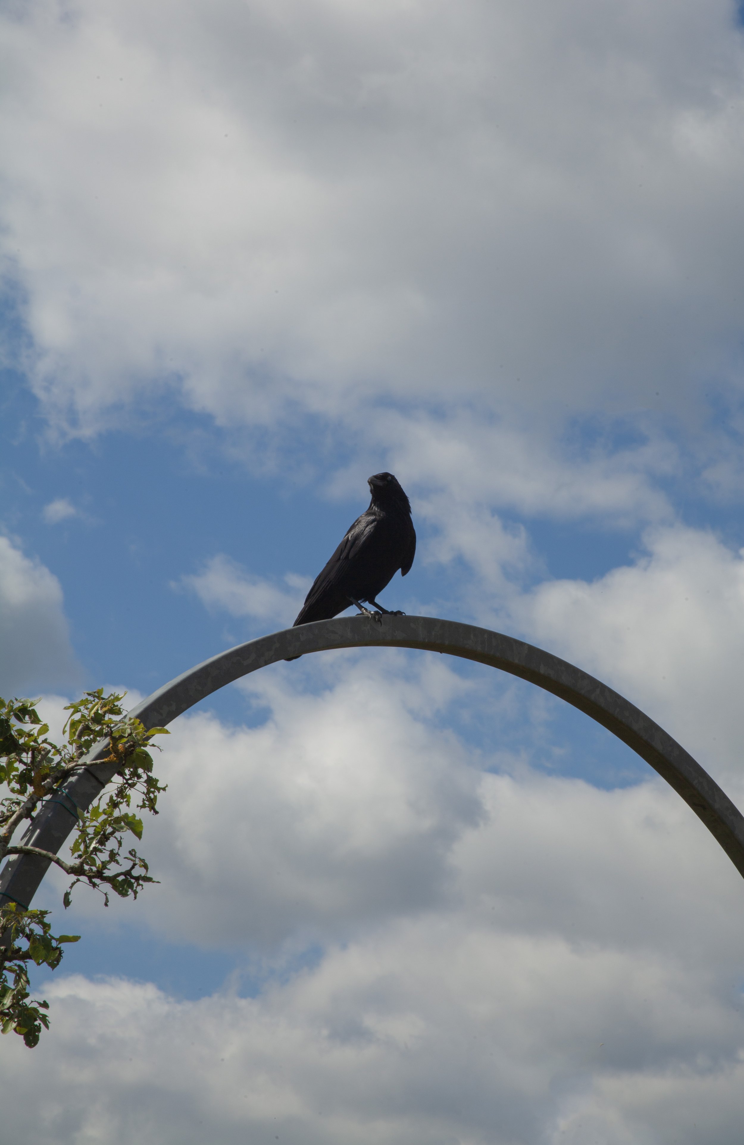 Rowan_Tyrrell_Nature_29.jpg