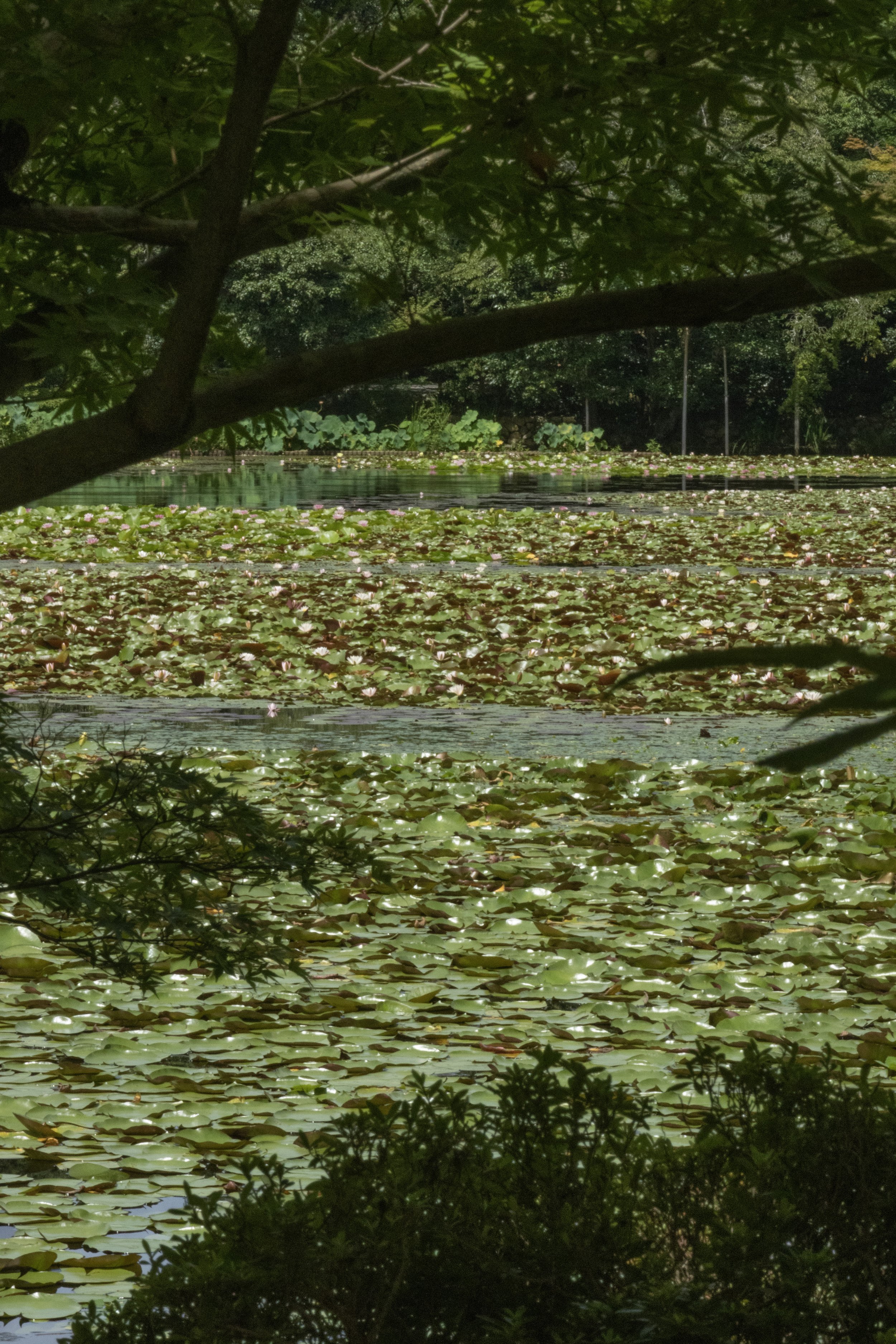 Rowan_Tyrrell_Japan_16.jpg