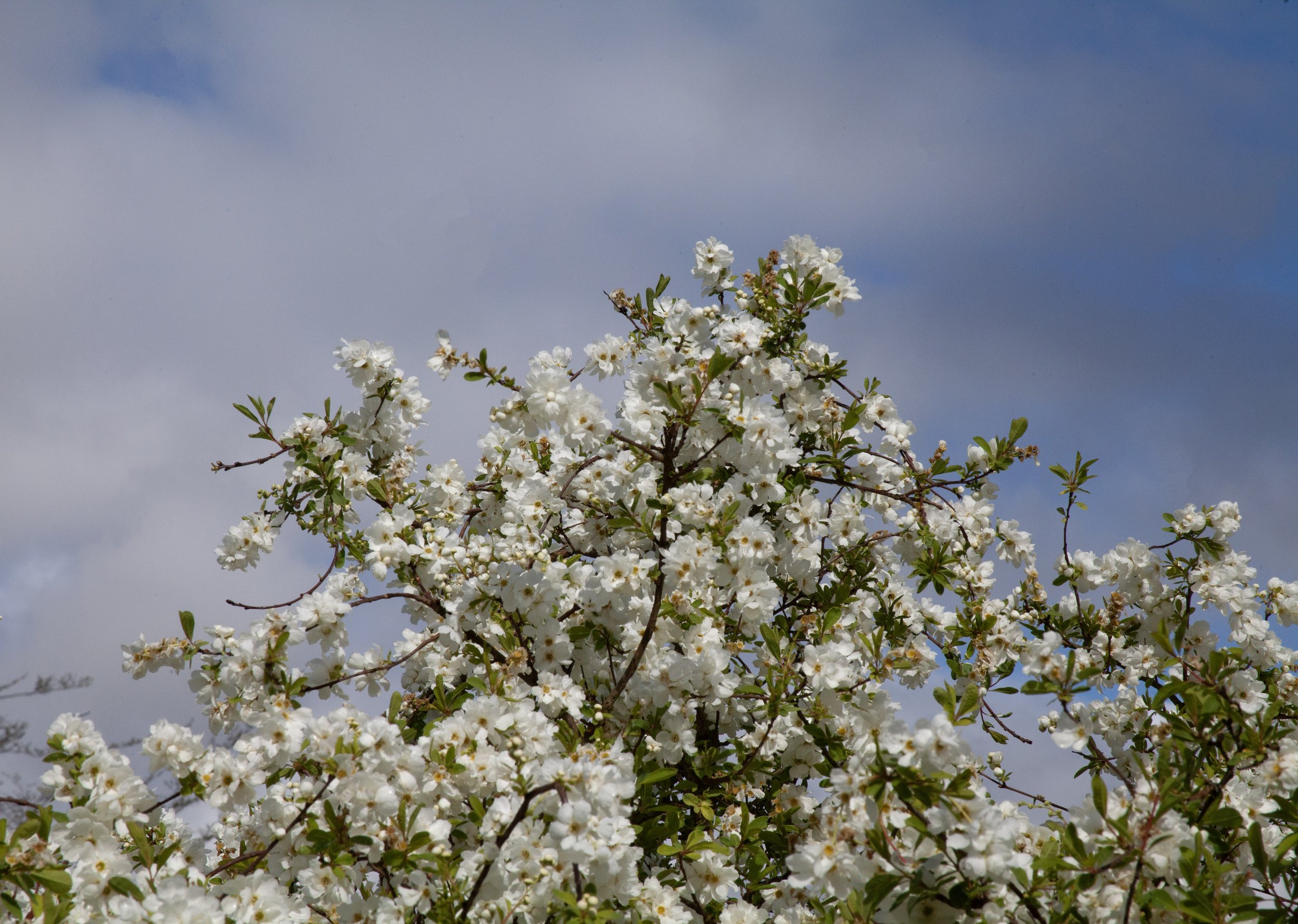 Rowan_Tyrrell_Nature_12.jpg