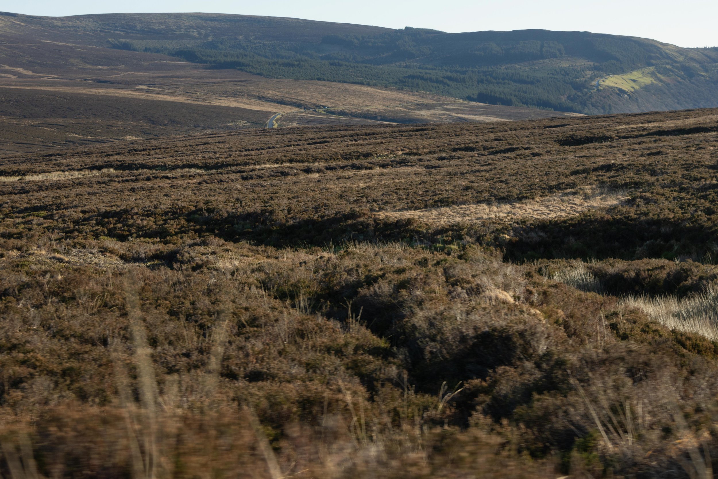 Rowan_Tyrrell_Peat_Bog_03.jpg