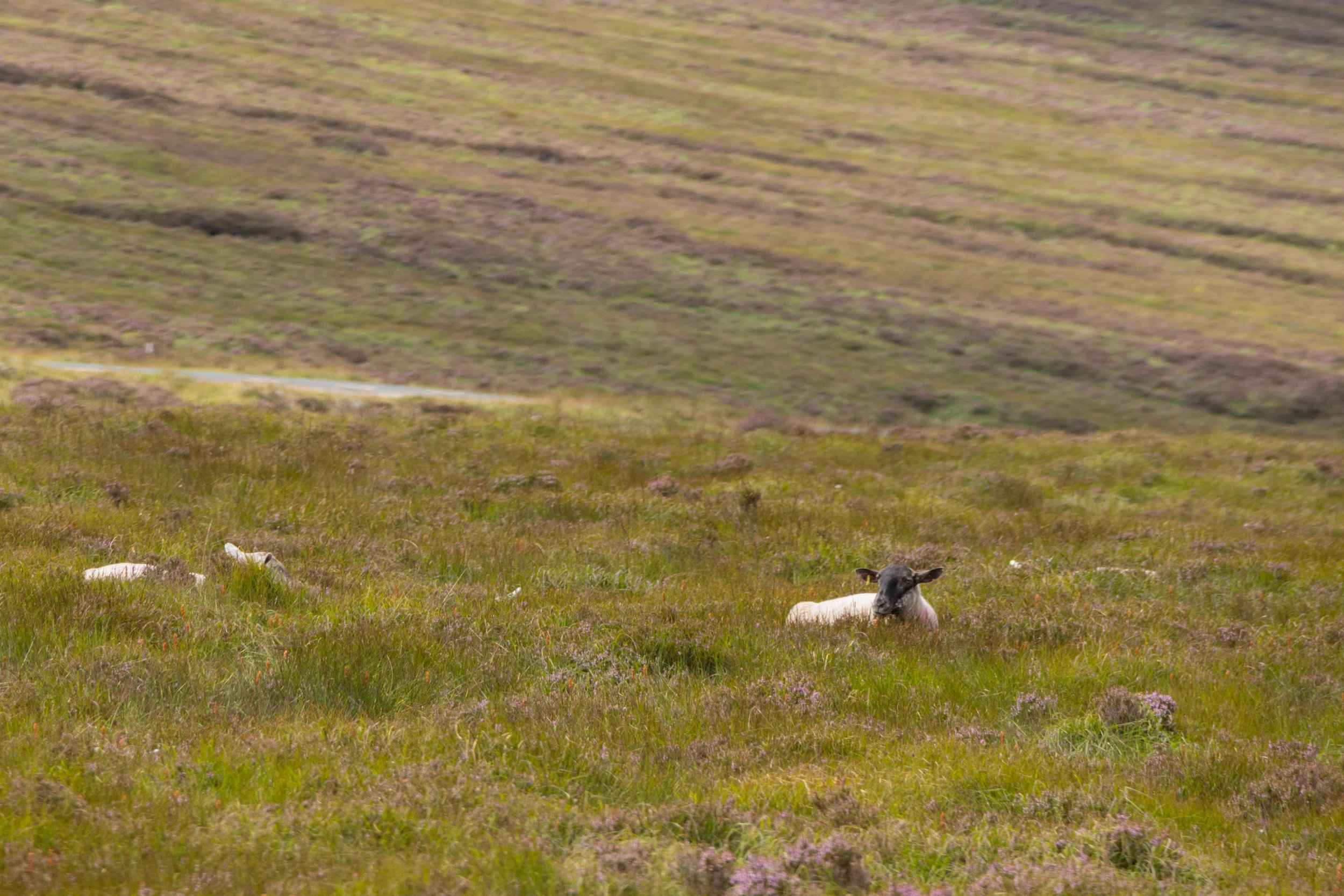 Rowan_Tyrrell_Peat_Bog_13.jpg