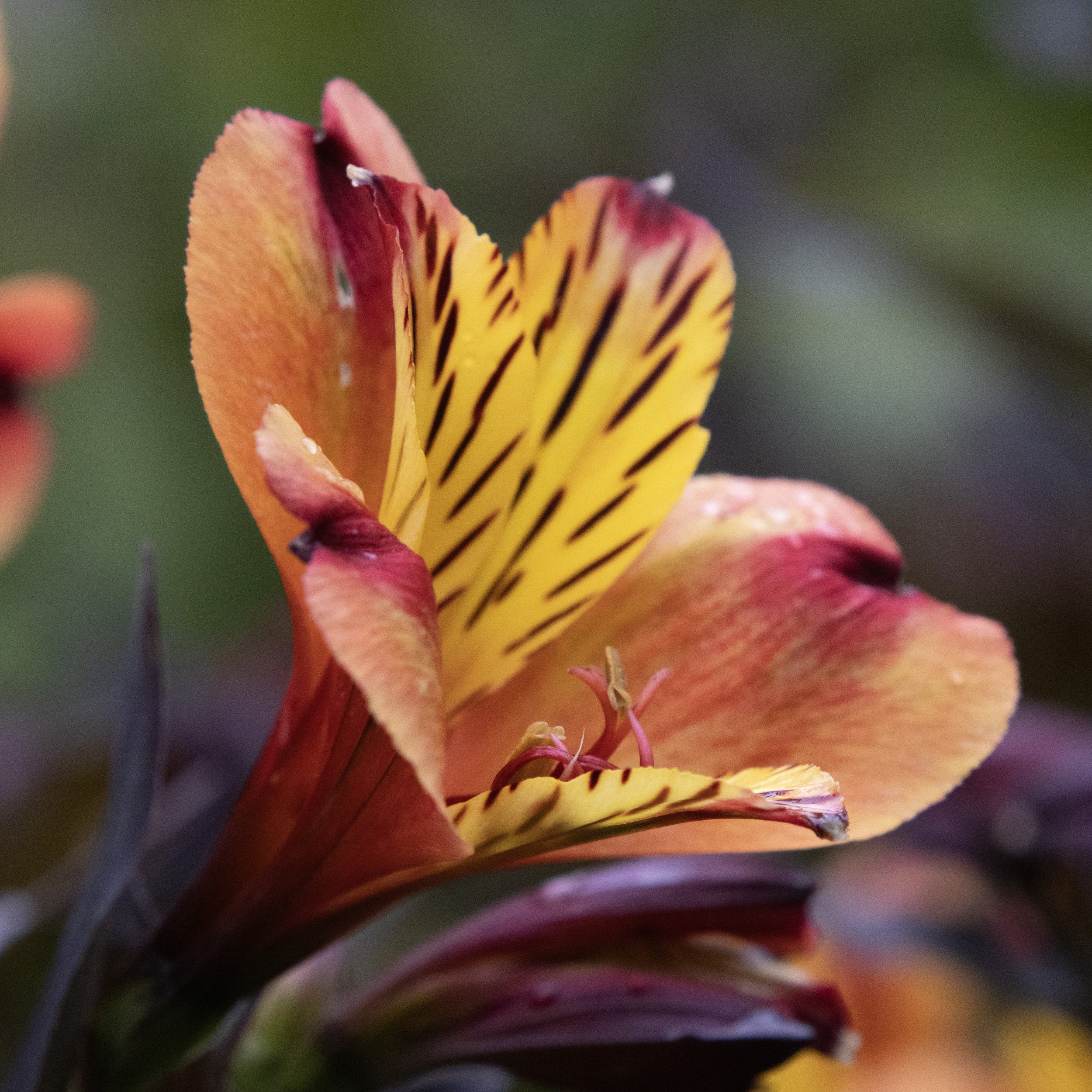 Rowan_Tyrrell_Nature_33.jpg
