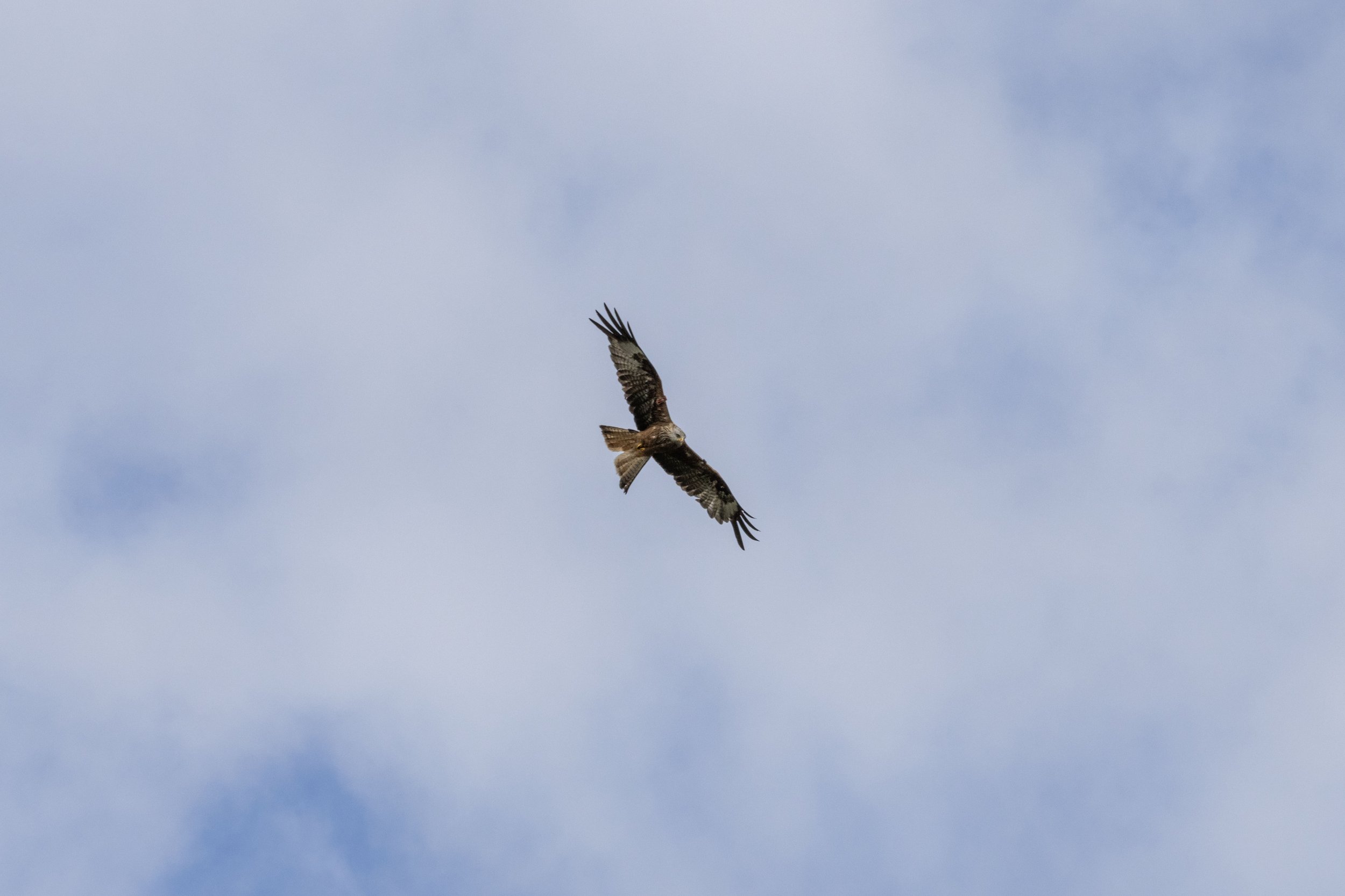 Rowan_Tyrrell_Nature_38.jpg
