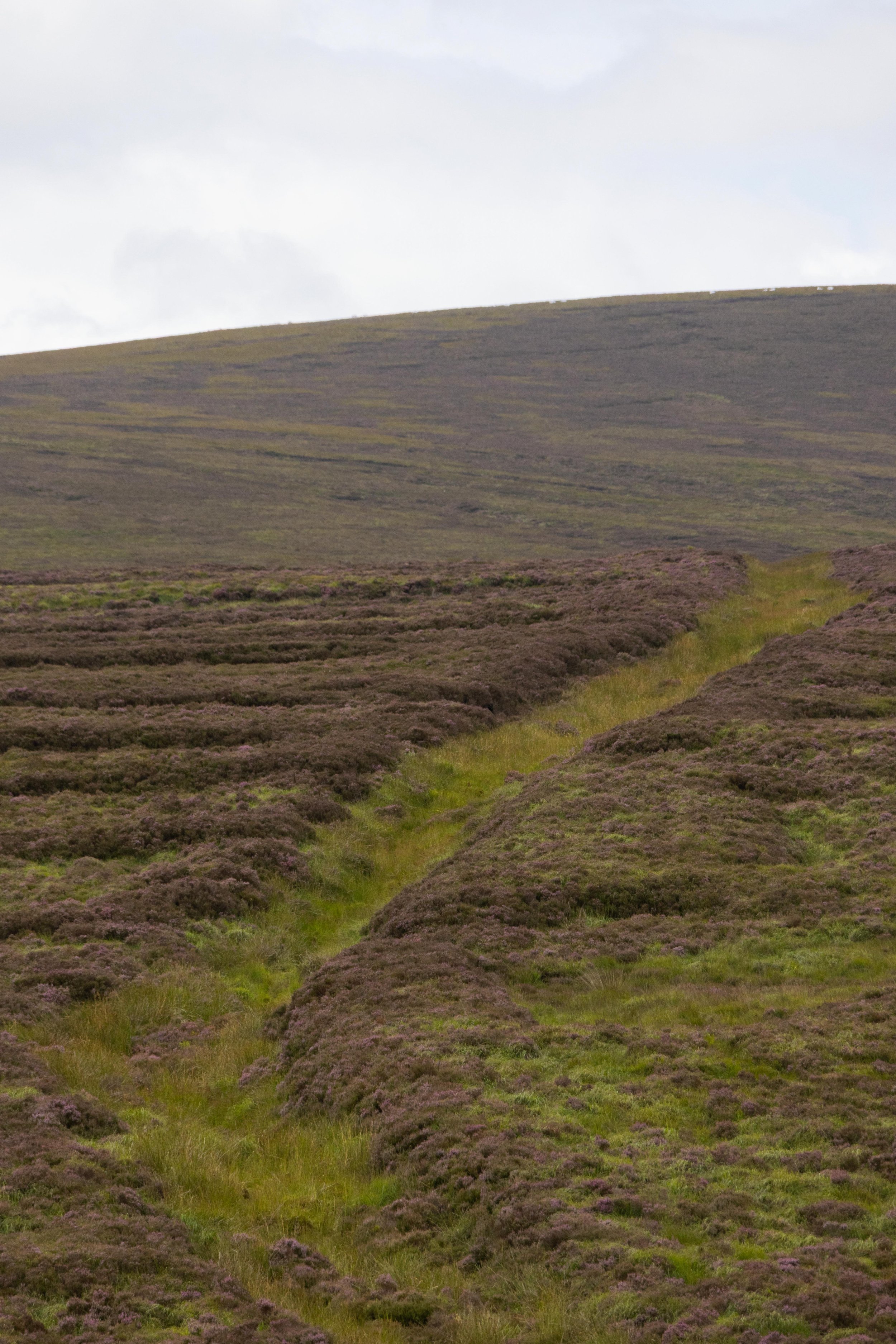 Rowan_Tyrrell_Peat_Bog_10.jpg
