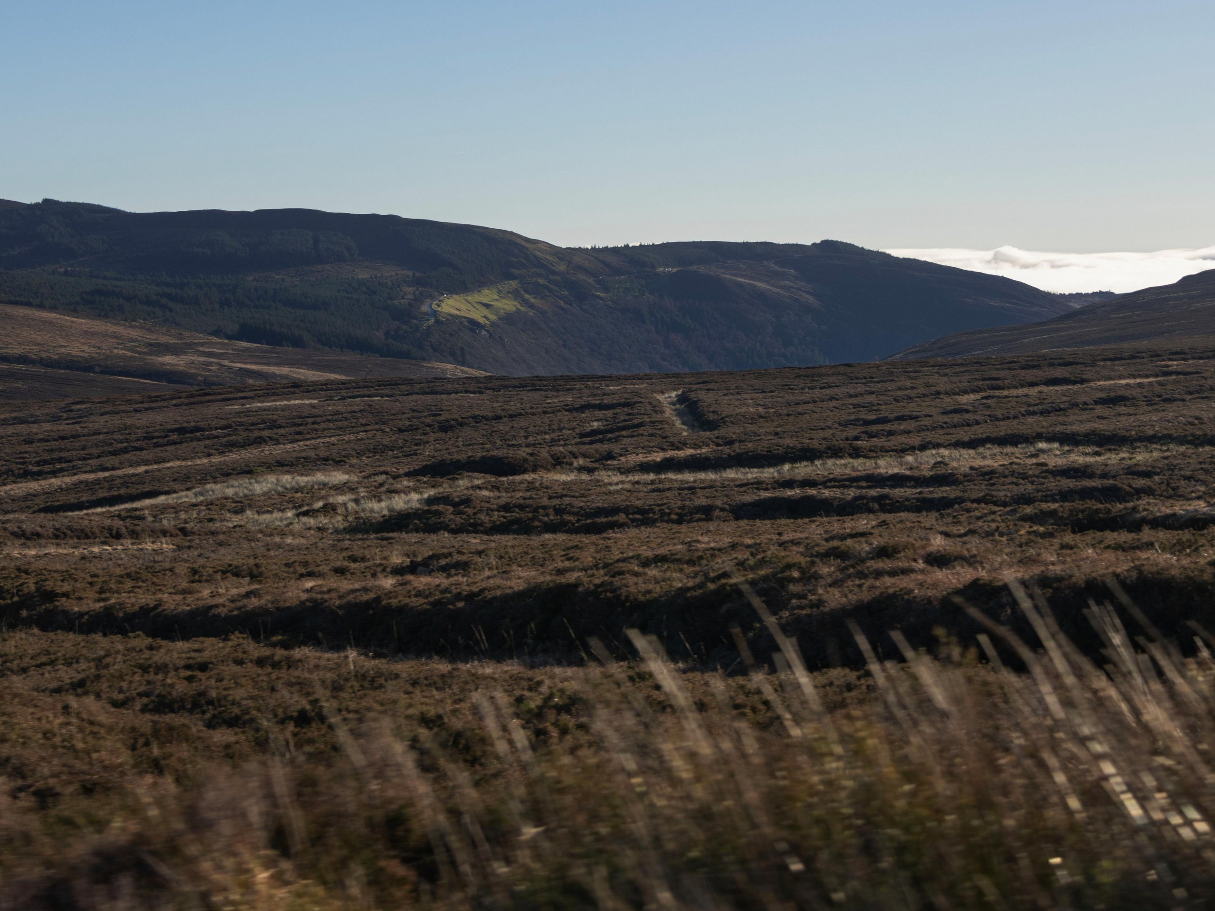 Rowan_Tyrrell_Peat_Bog_02.jpg