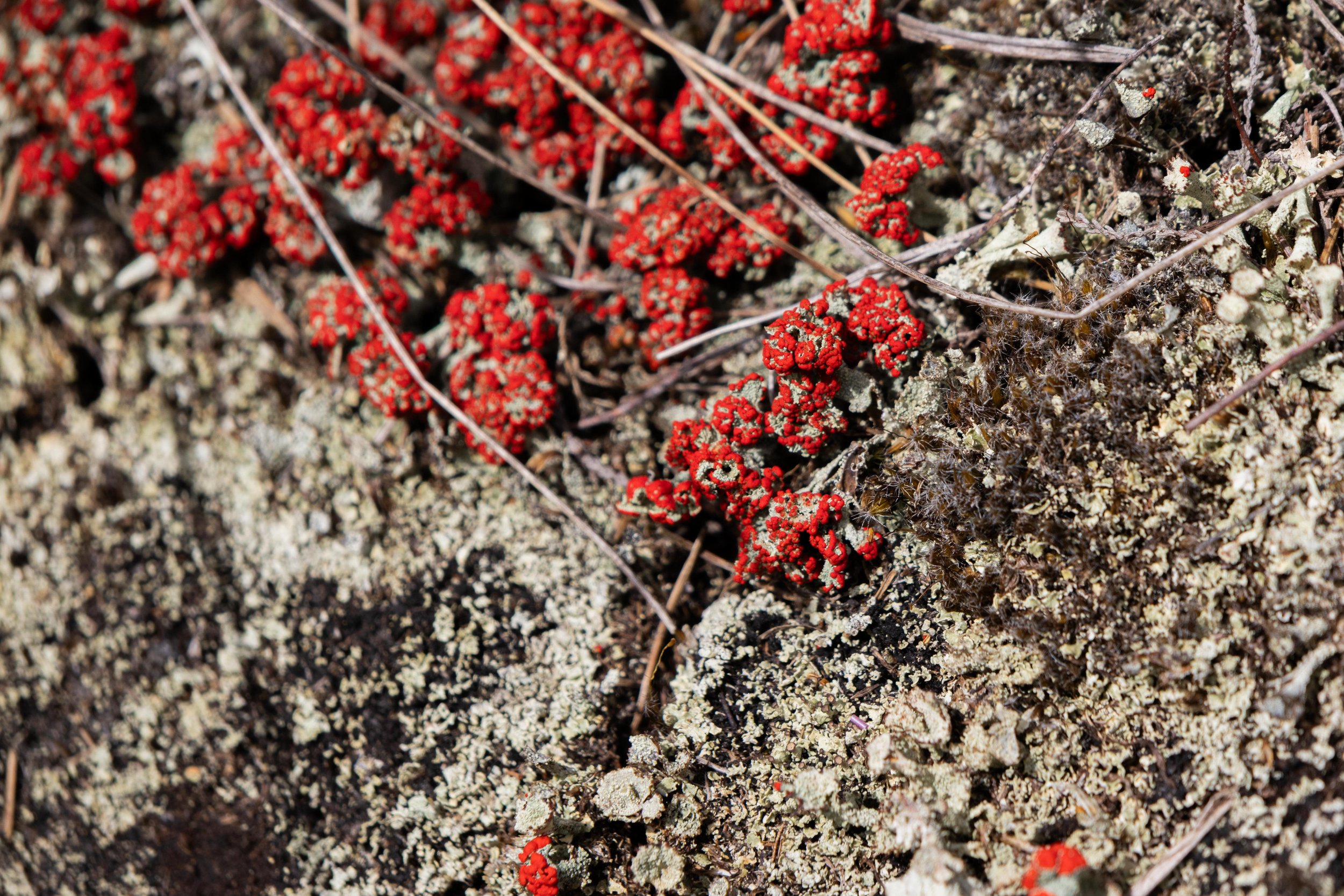 Rowan_Tyrrell_Peat_Bog_13.jpg
