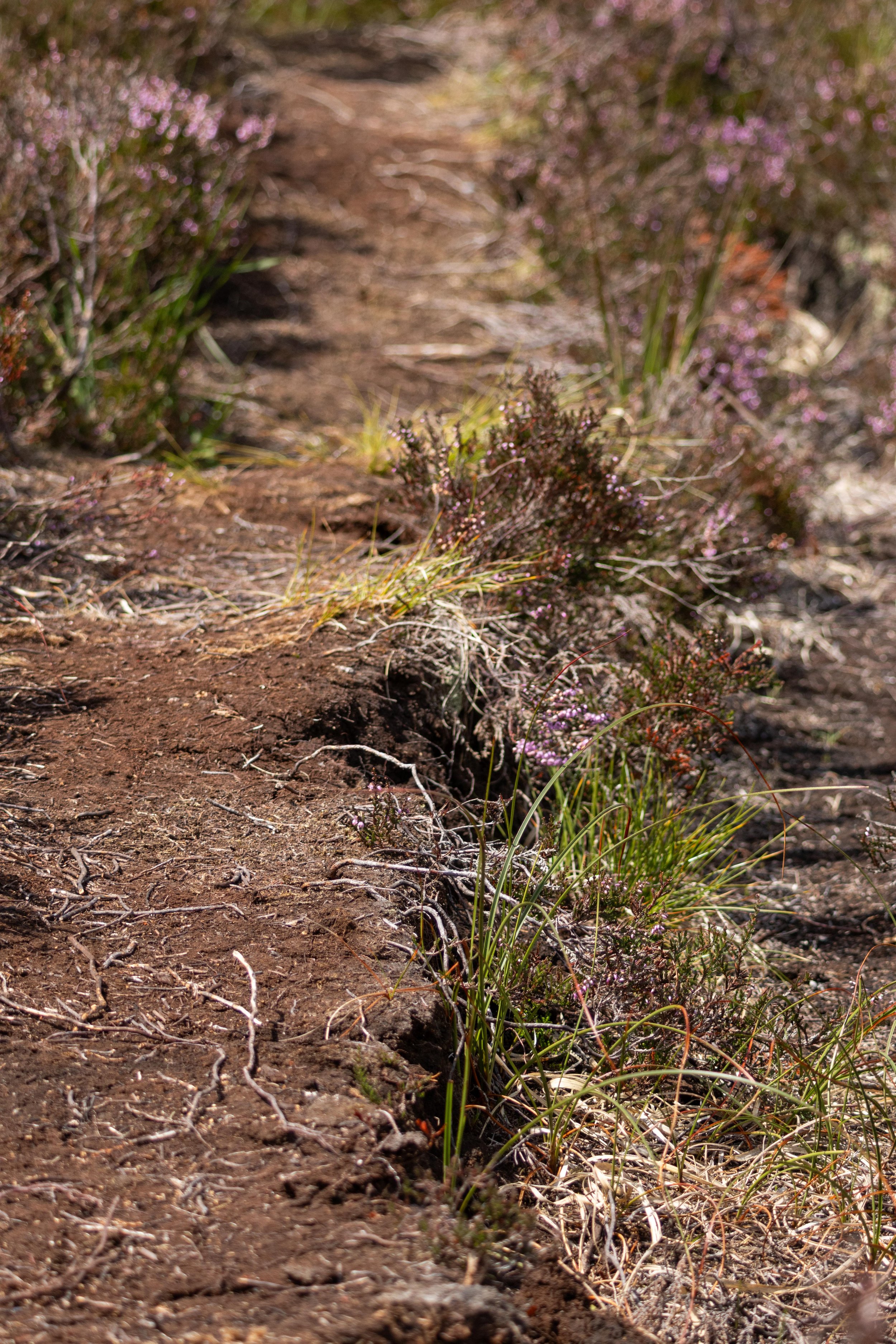 Rowan_Tyrrell_Peat_Bog_11.jpg