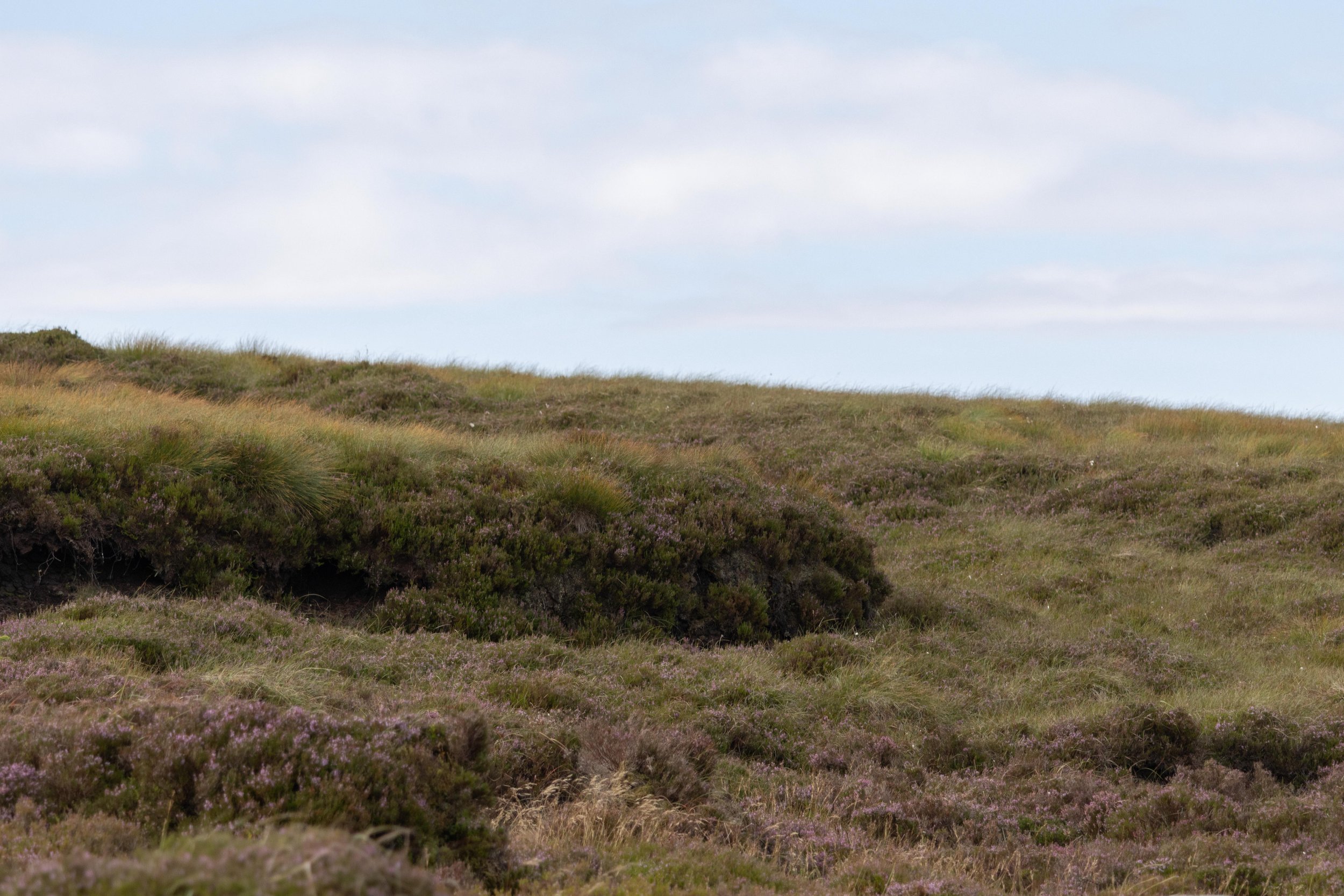 Rowan_Tyrrell_Peat_Bog_19.jpg