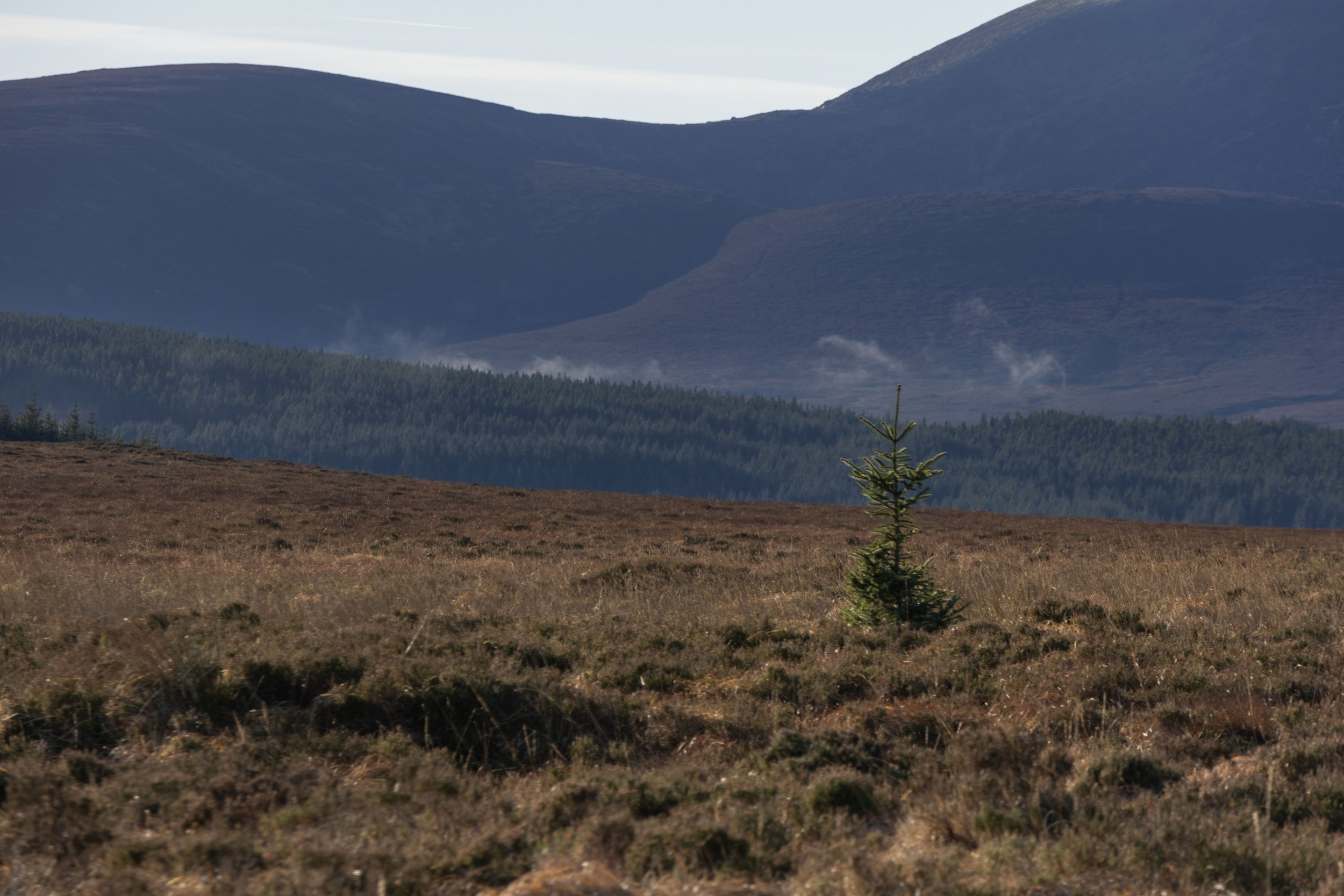Rowan_Tyrrell_Wicklow_6.jpg