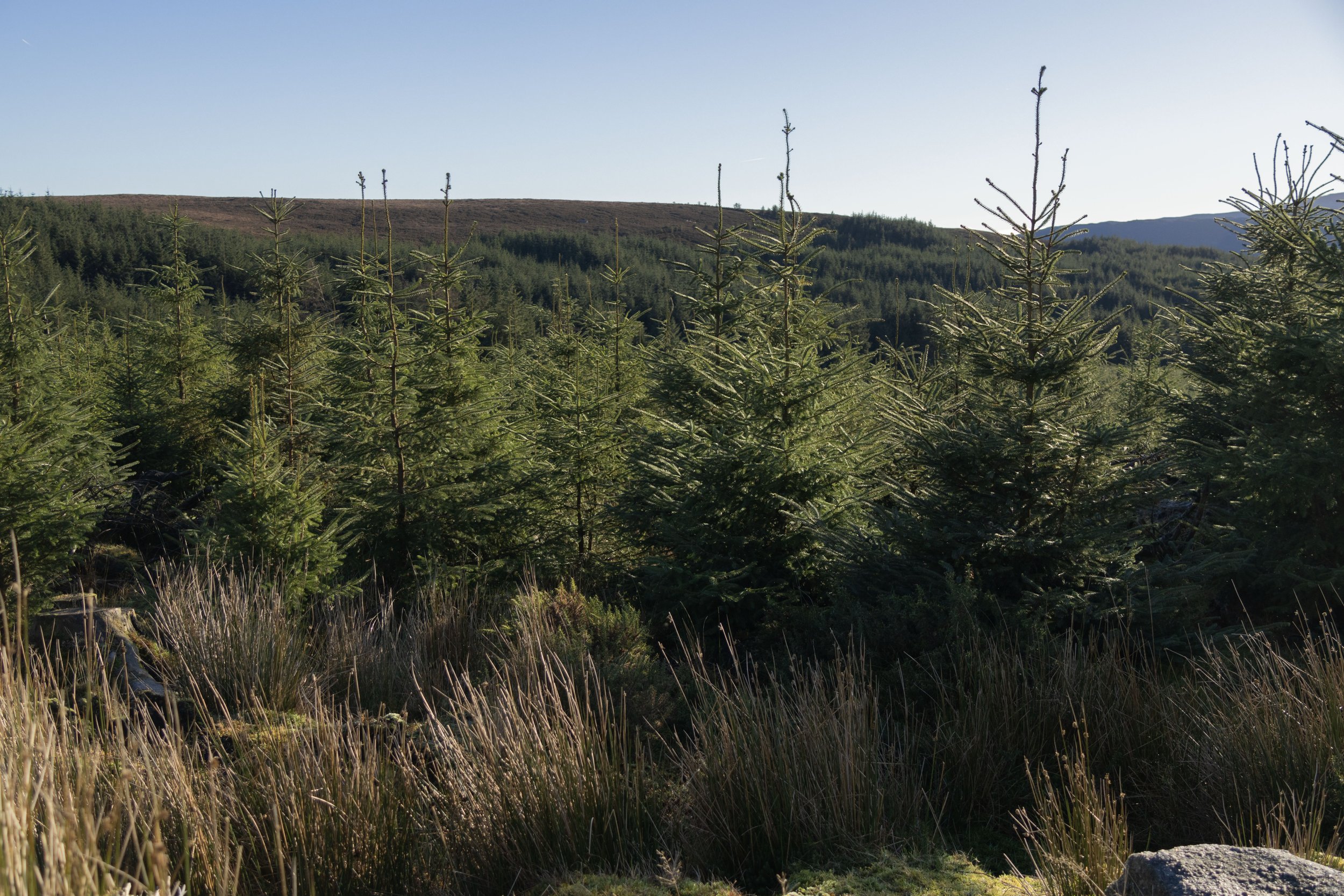 Rowan_Tyrrell_Wicklow_12.jpg