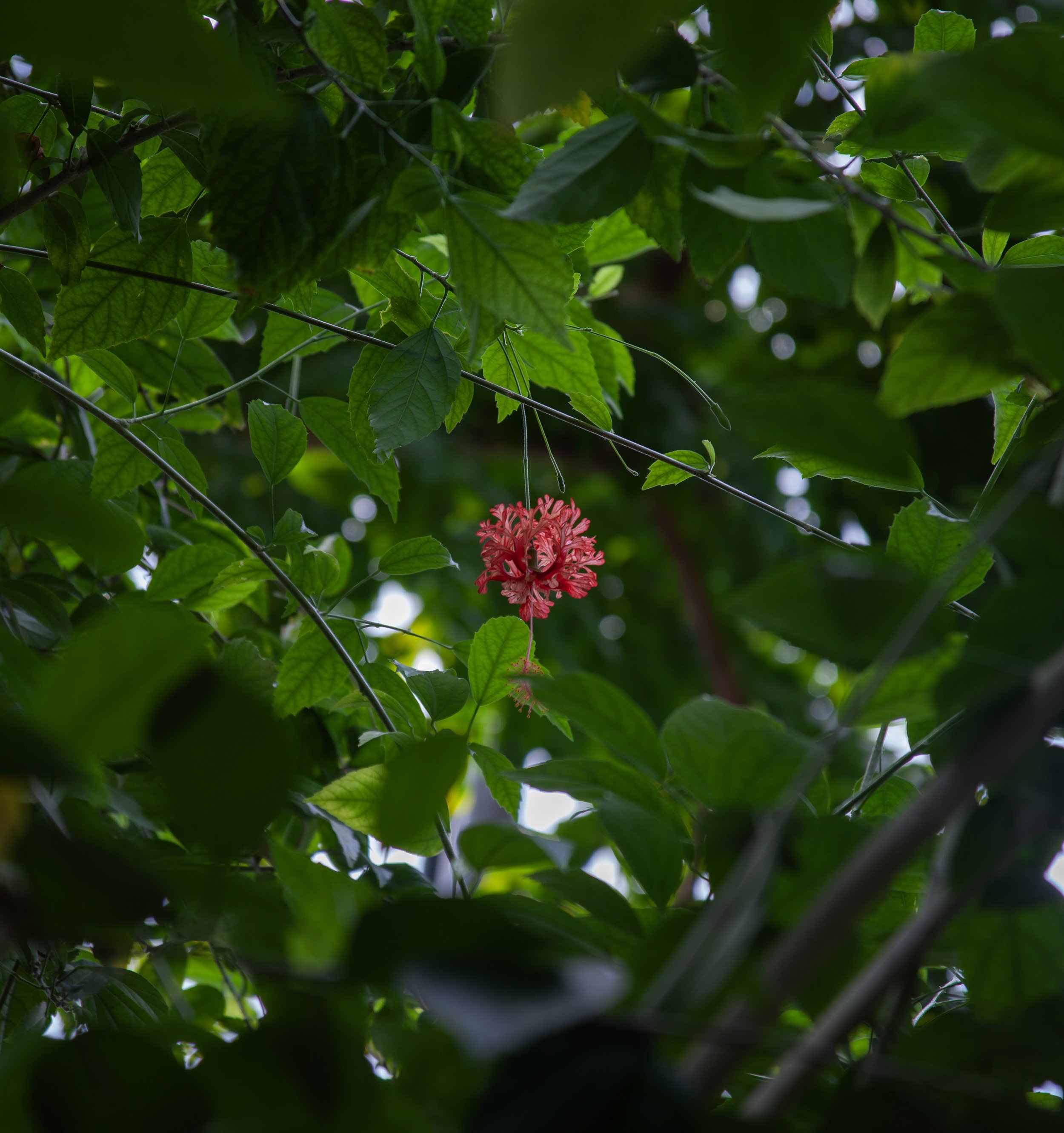 Rowan_Tyrrell_Nature_28.jpg