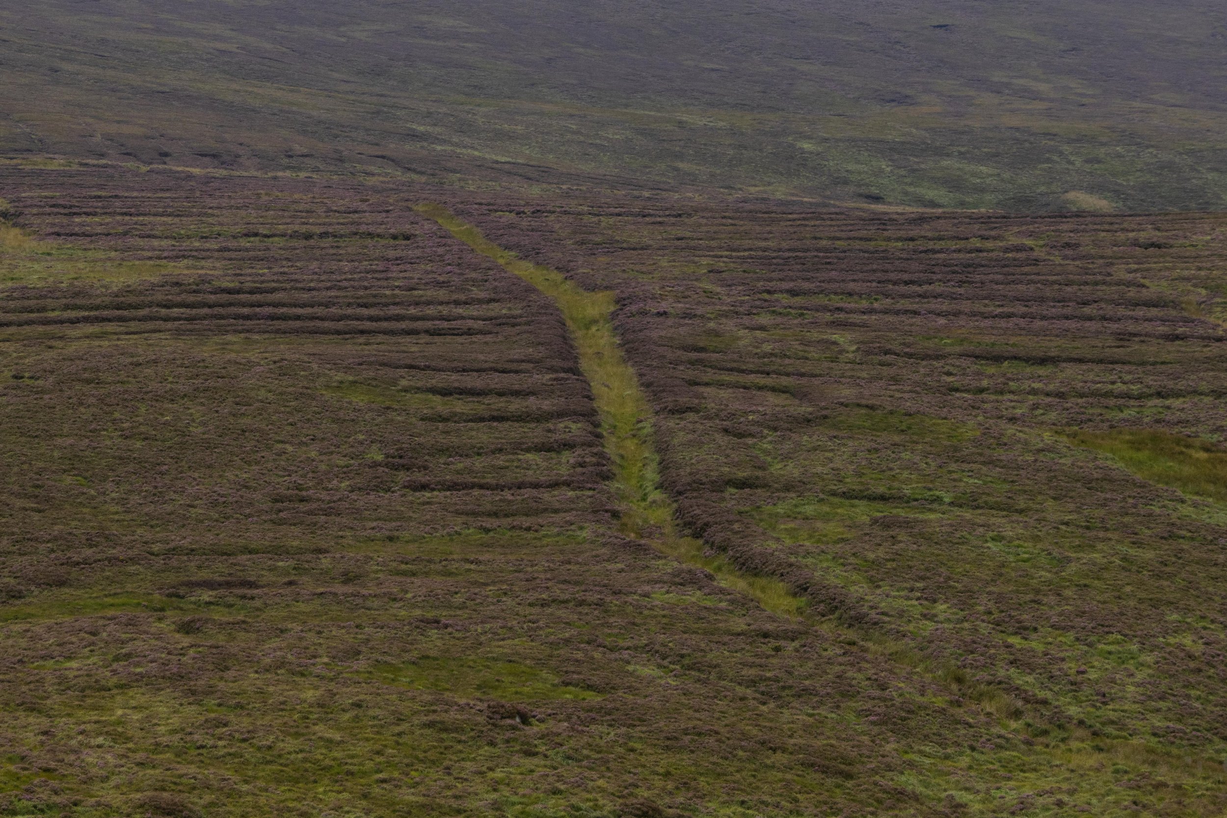 Rowan_Tyrrell_Peat_Bog_08.jpg