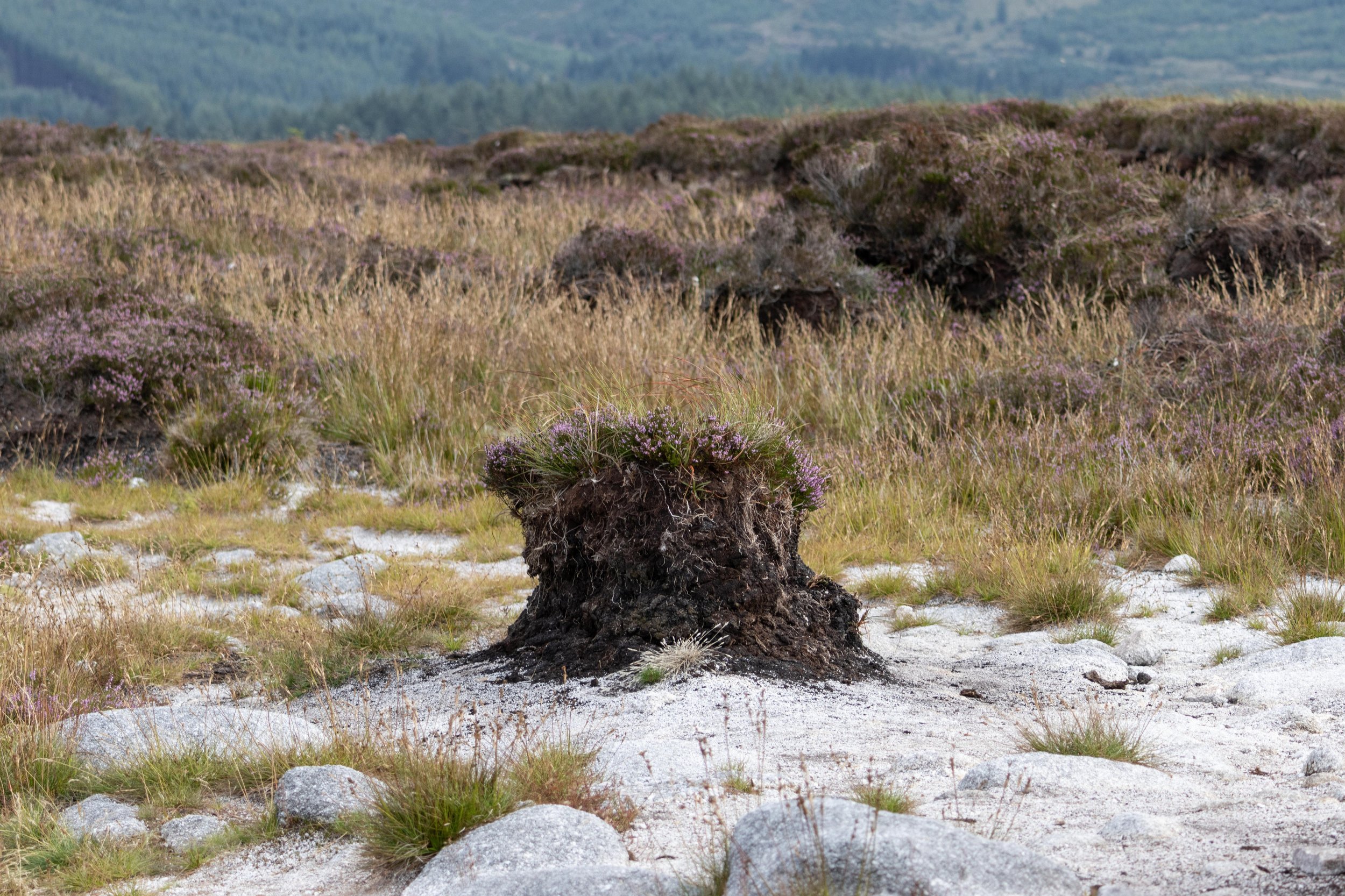Rowan_Tyrrell_Peat_Bog_23.jpg