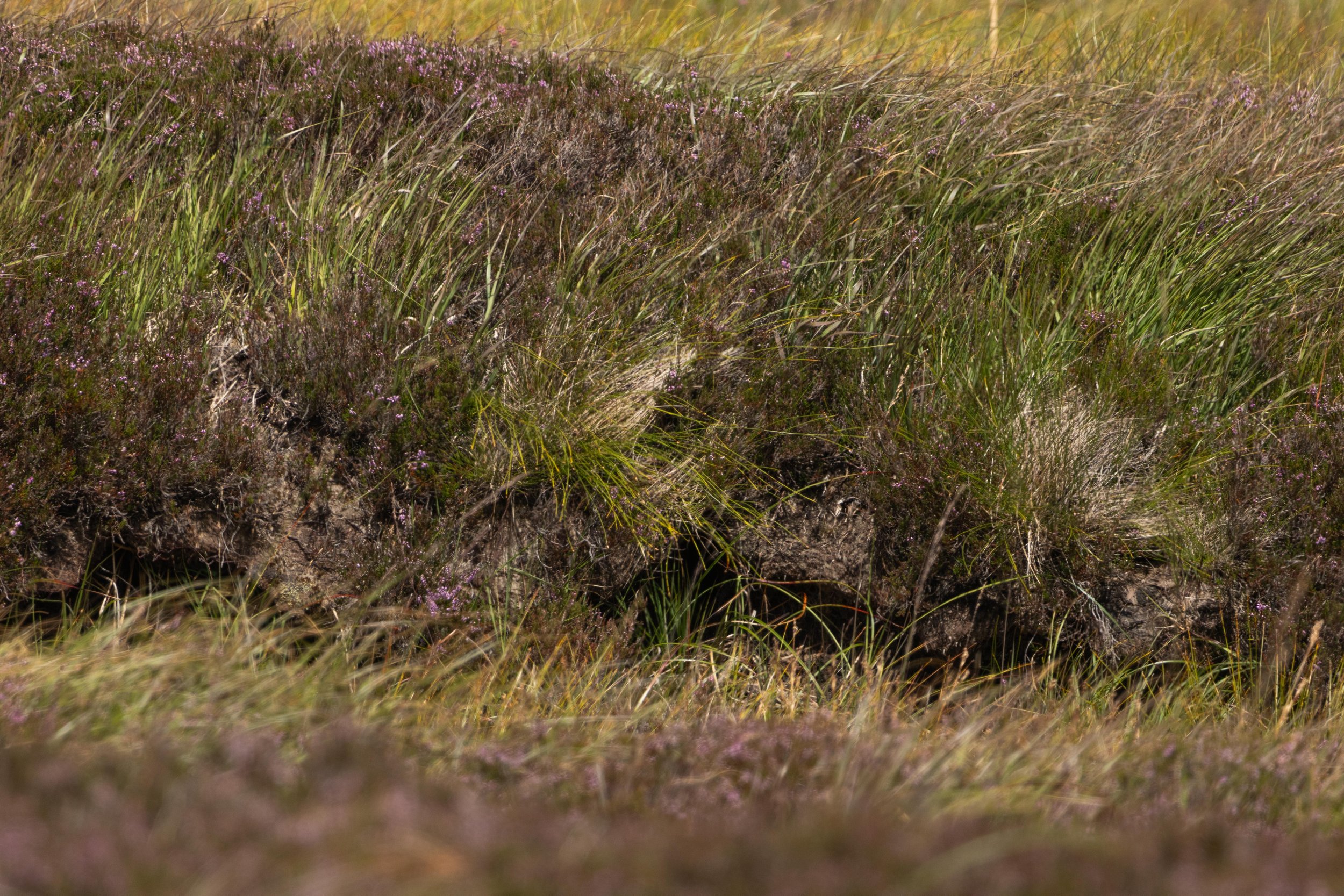 Rowan_Tyrrell_Peat_Bog_12.jpg