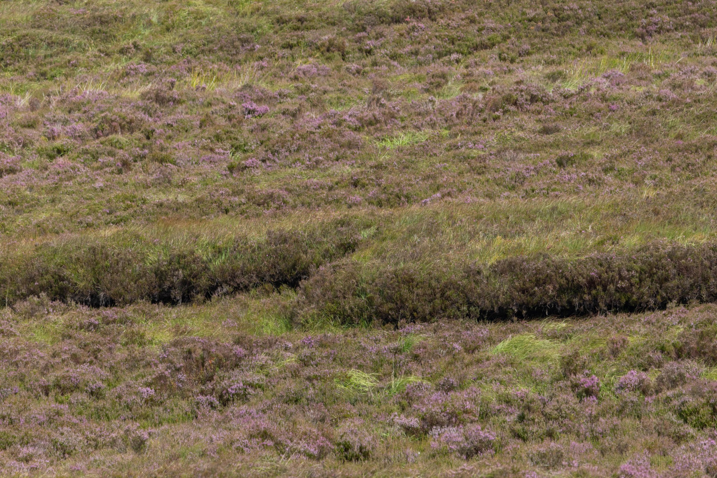 Rowan_Tyrrell_Peat_Bog_06.jpg