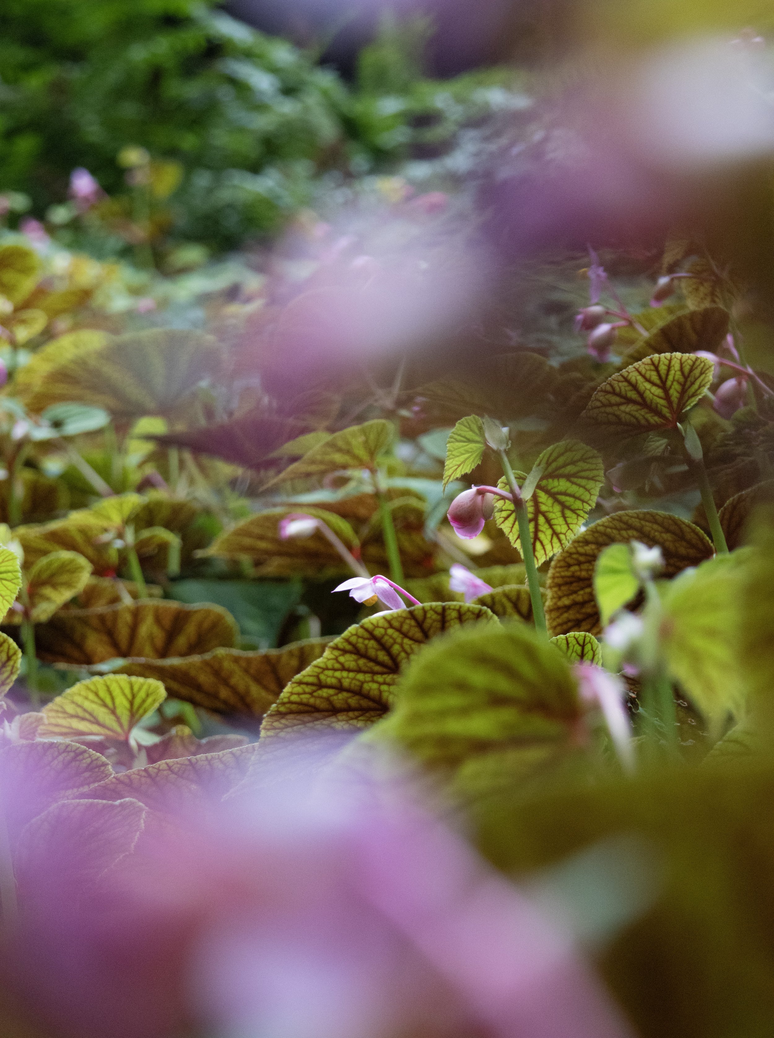 Rowan_Tyrrell_Nature_2.jpg