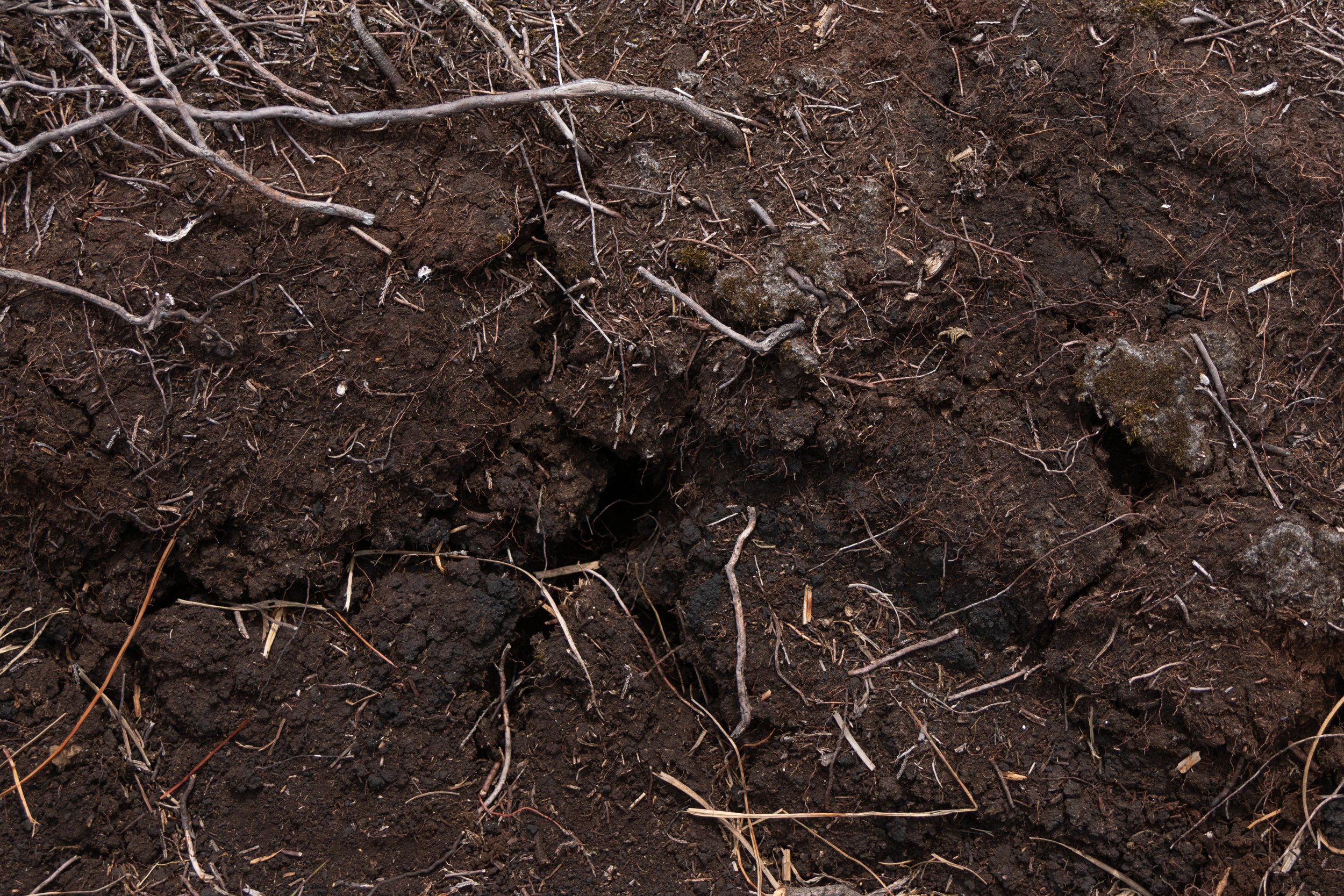 Rowan_Tyrrell_Peat_Bog_14.jpg