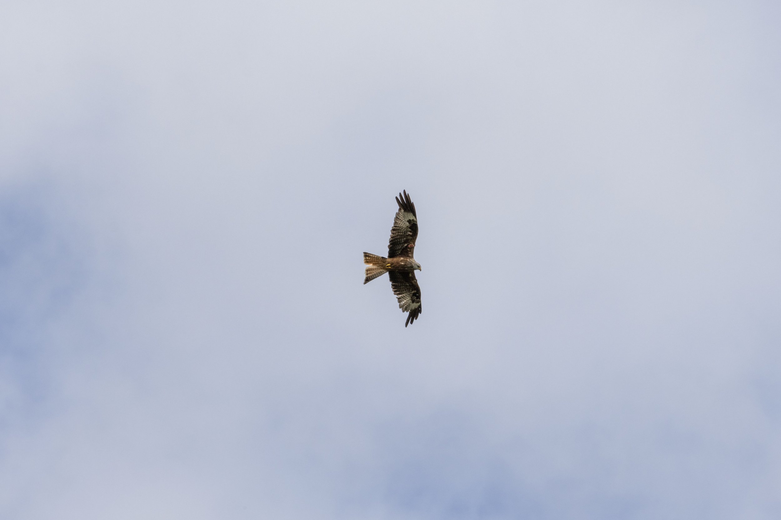 Rowan_Tyrrell_Nature_39.jpg
