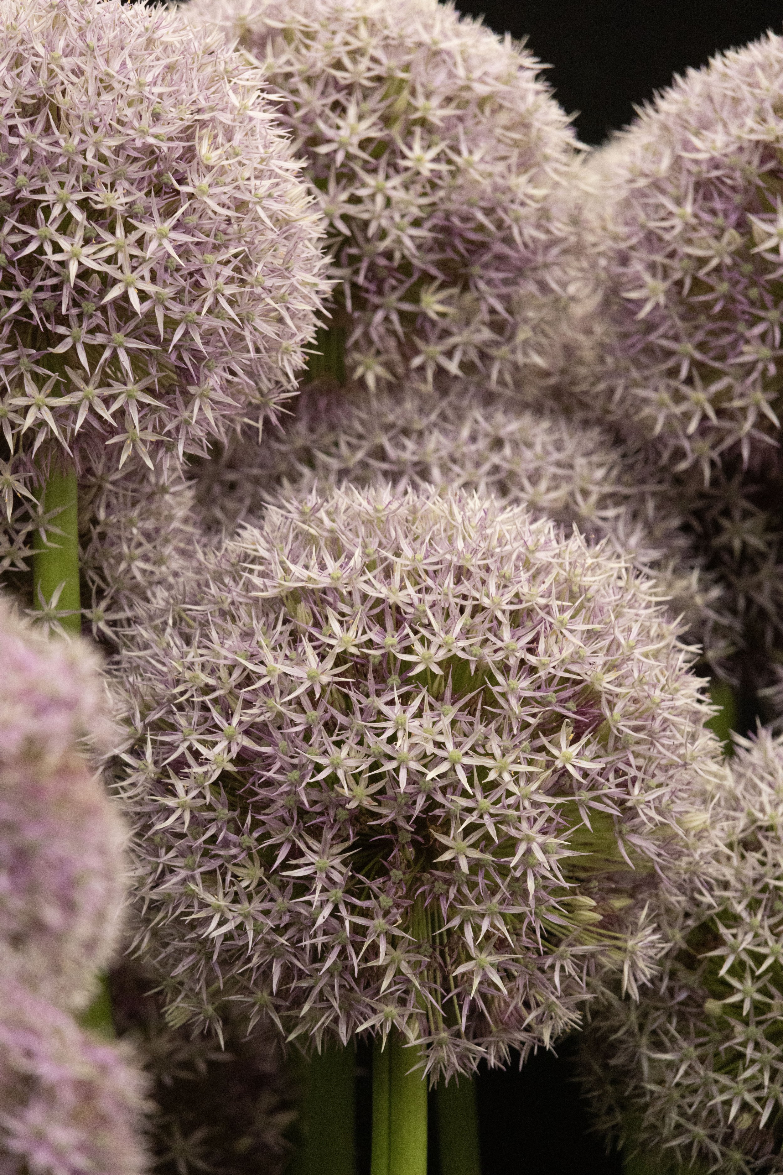 Rowan_Tyrrell_Nature_34.jpg