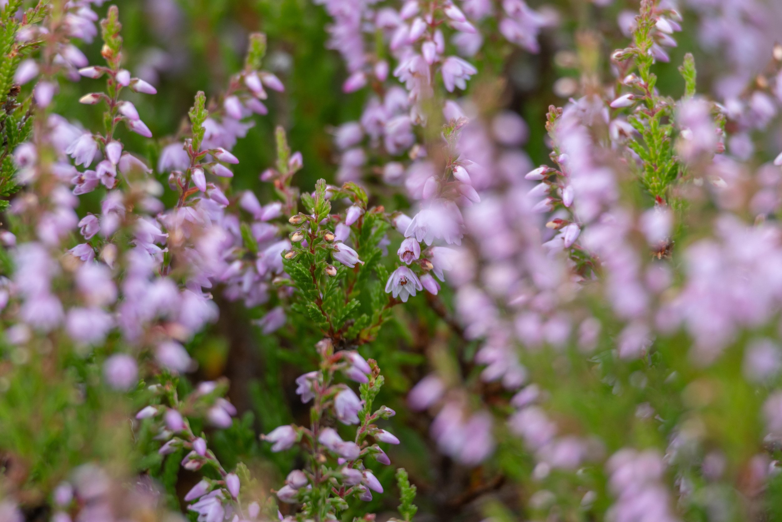 Rowan_Tyrrell_Peat_Bog_16.jpg