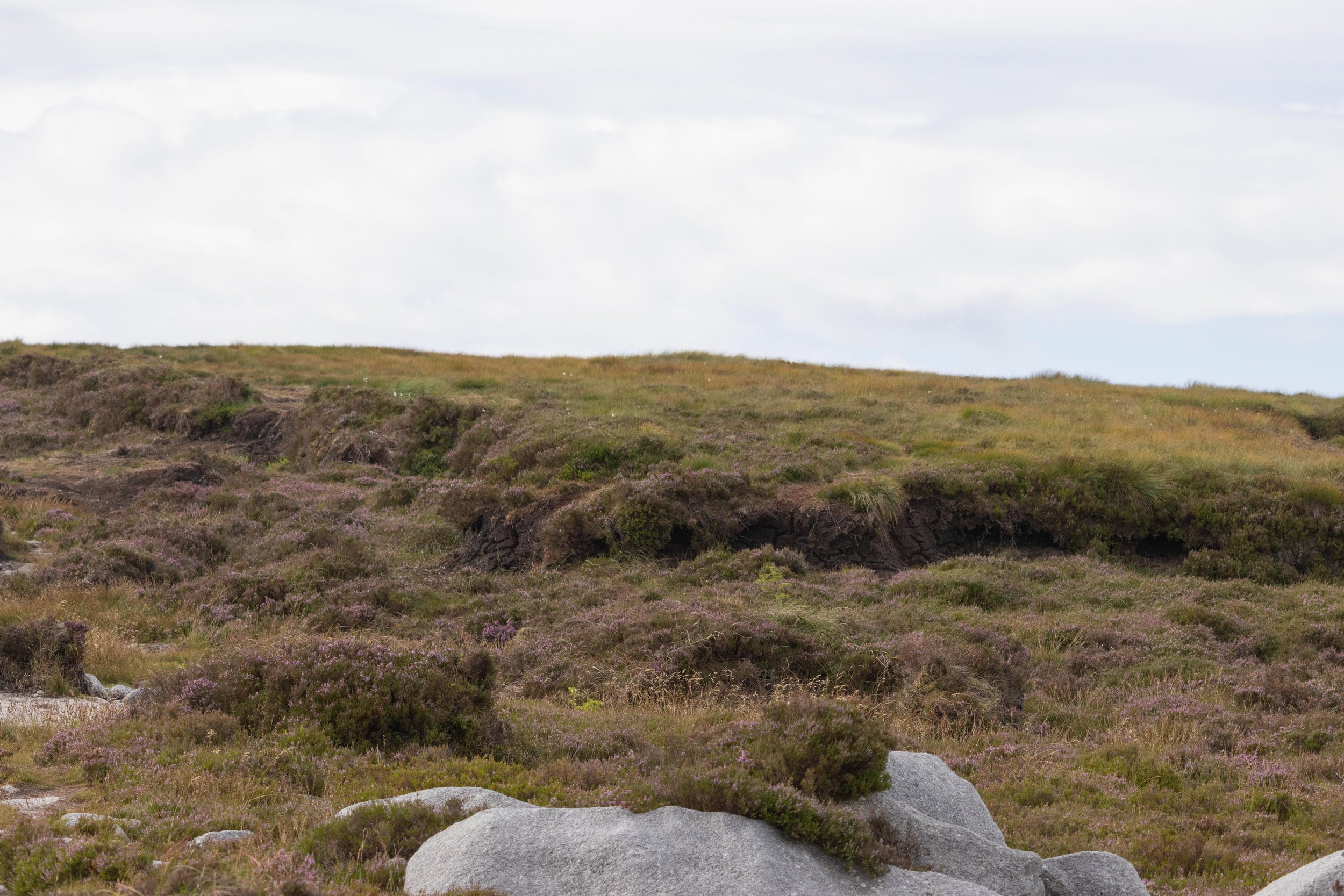 Rowan_Tyrrell_Peat_Bog_20.jpg