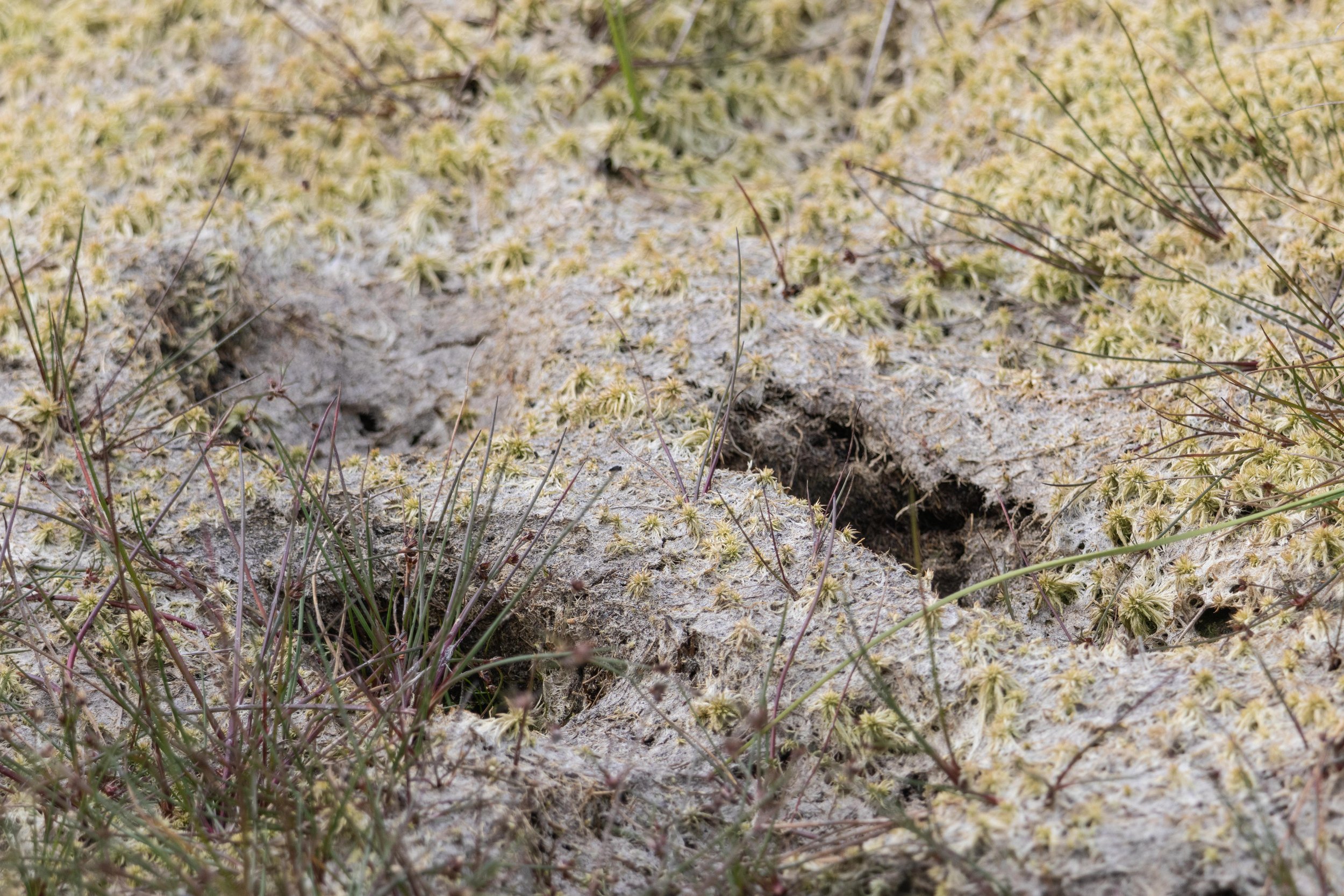 Rowan_Tyrrell_Peat_Bog_17.jpg