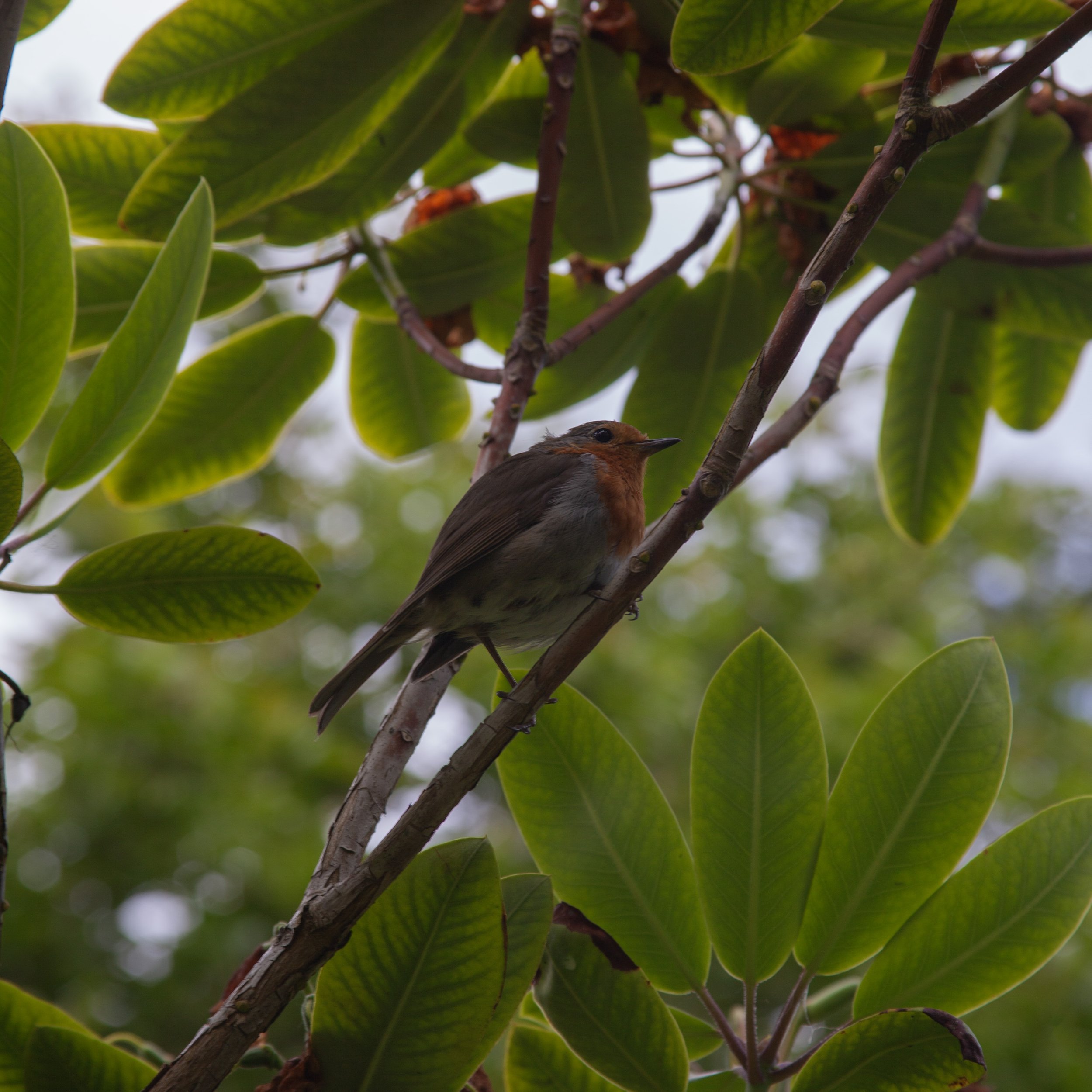 Rowan_Tyrrell_Nature_17.jpg