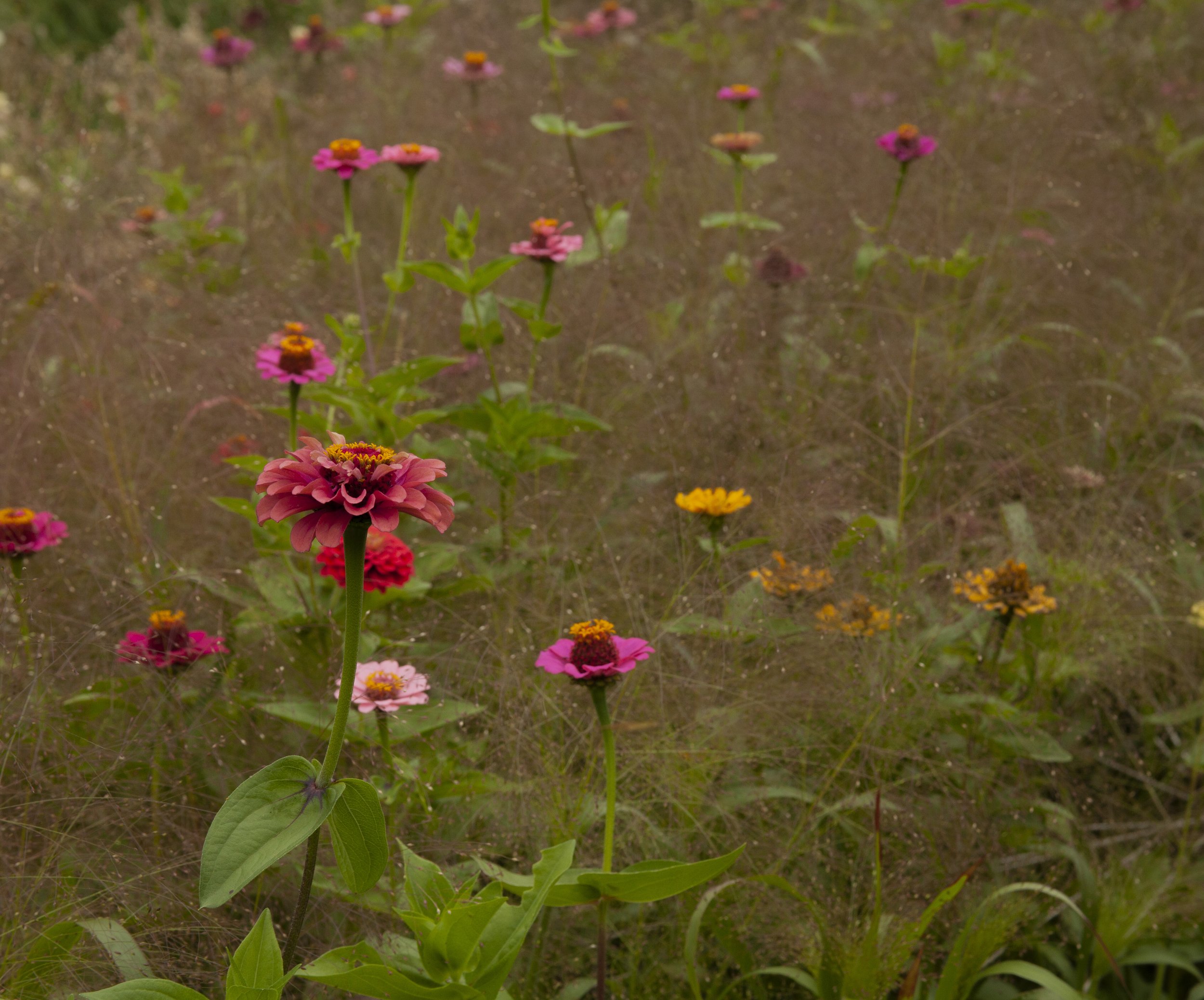 Rowan_Tyrrell_Nature_18.jpg